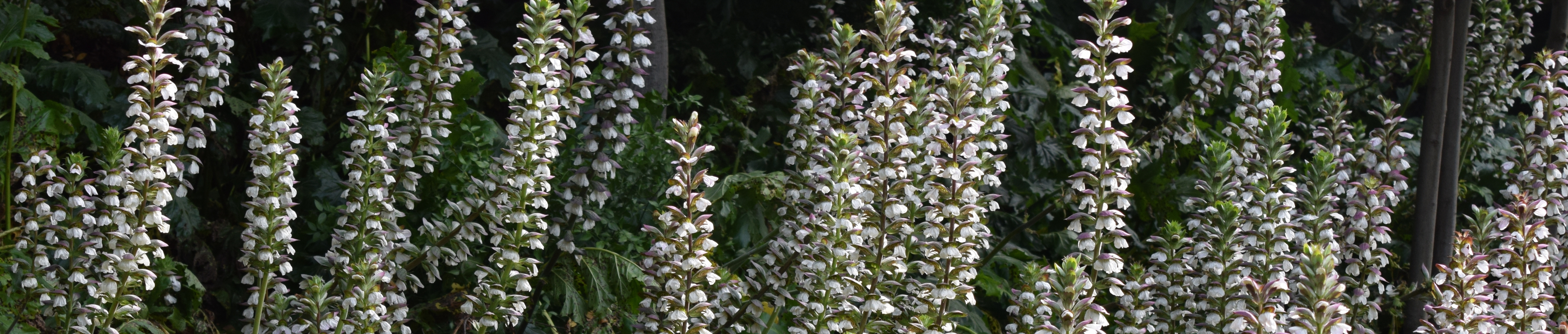 Acanthus