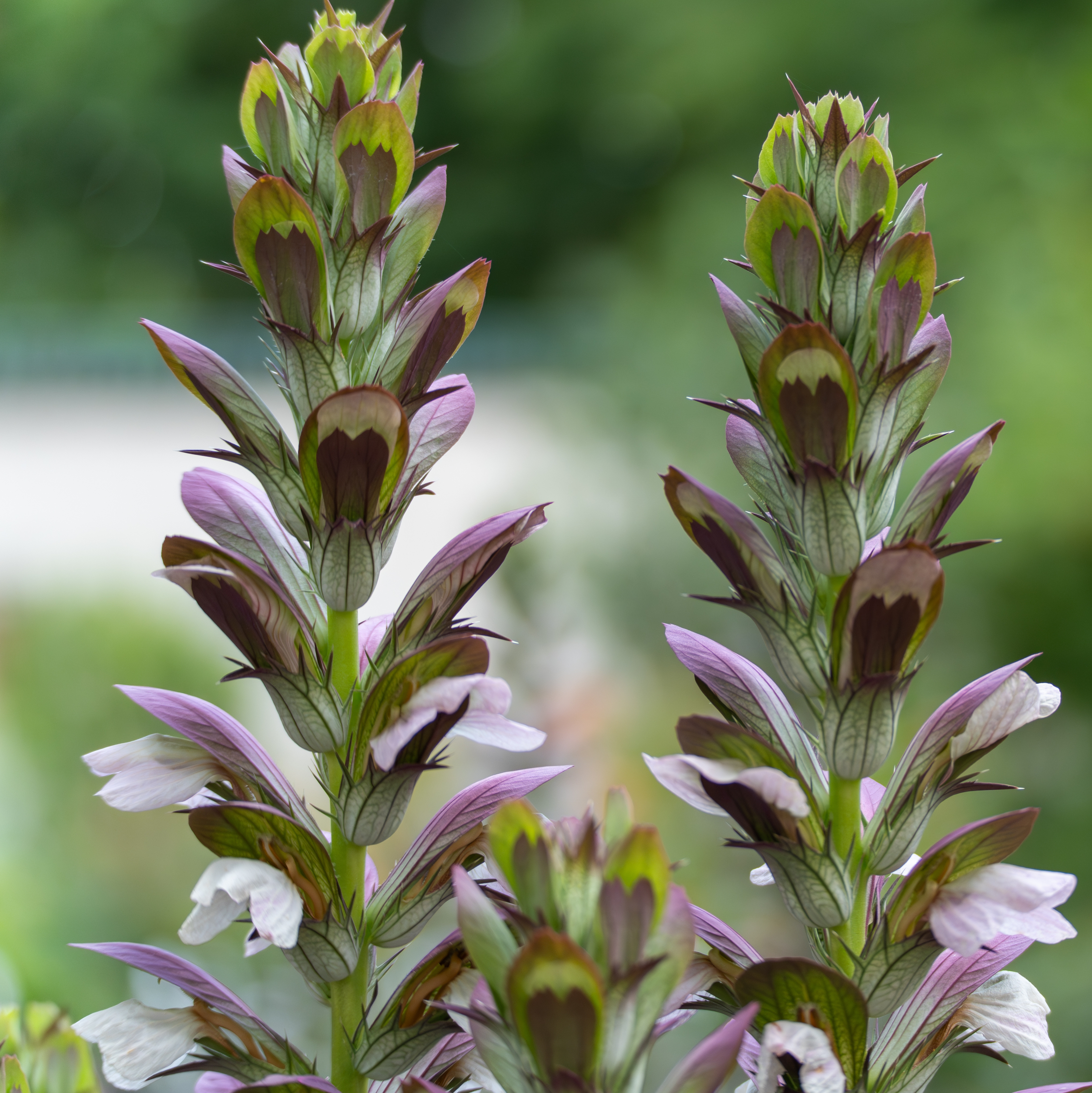 Acanthus