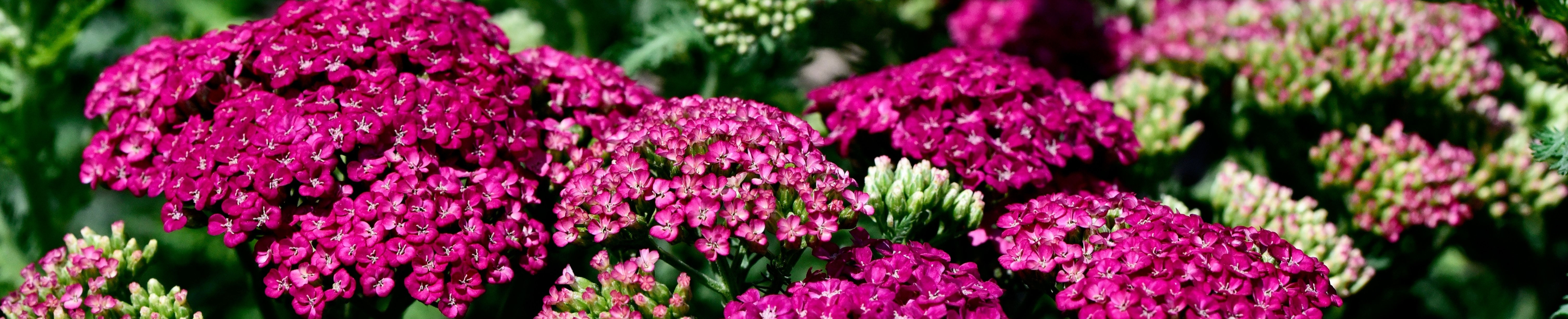 Magenta Achillea flowers