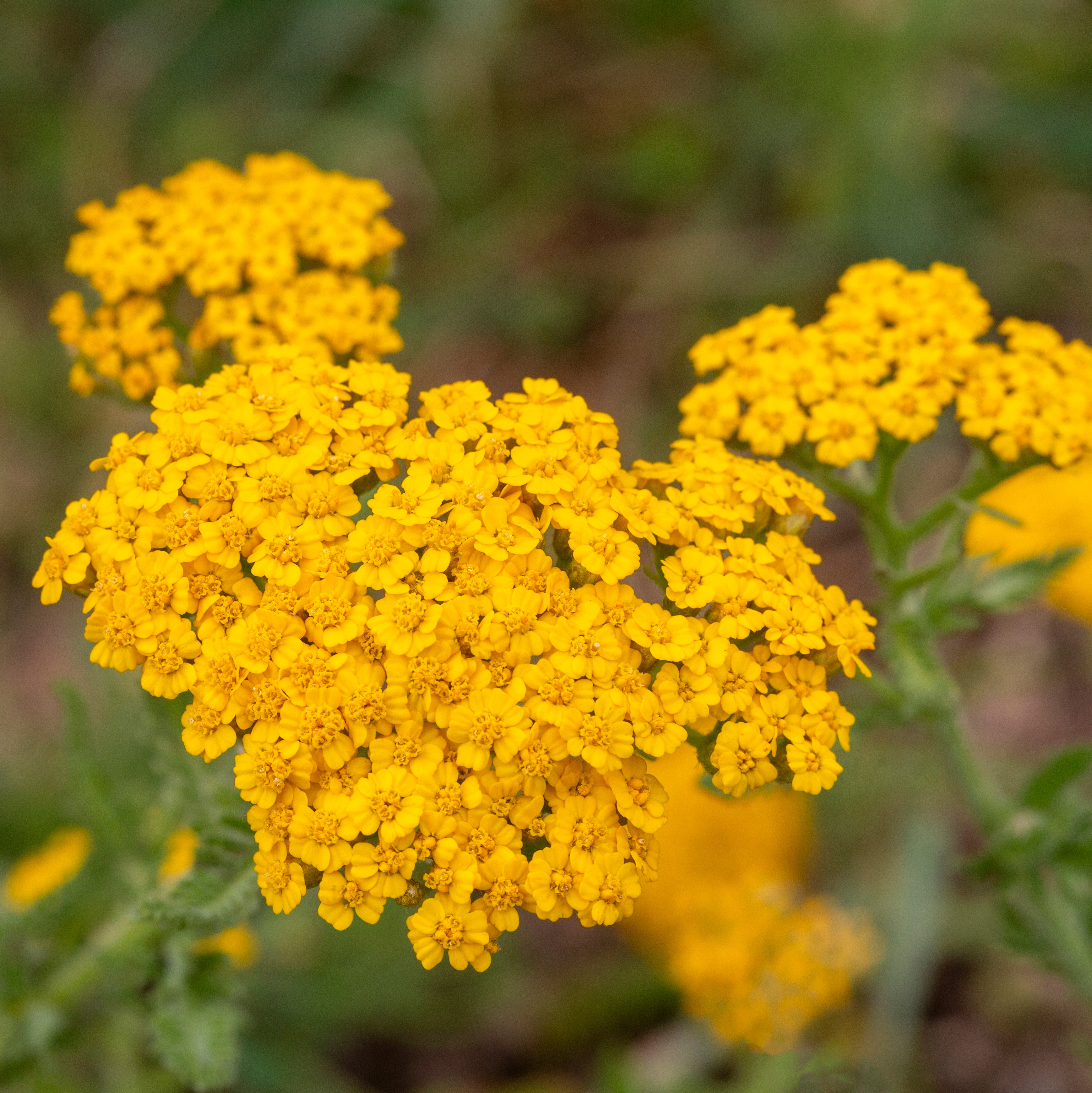 Yellow achillea