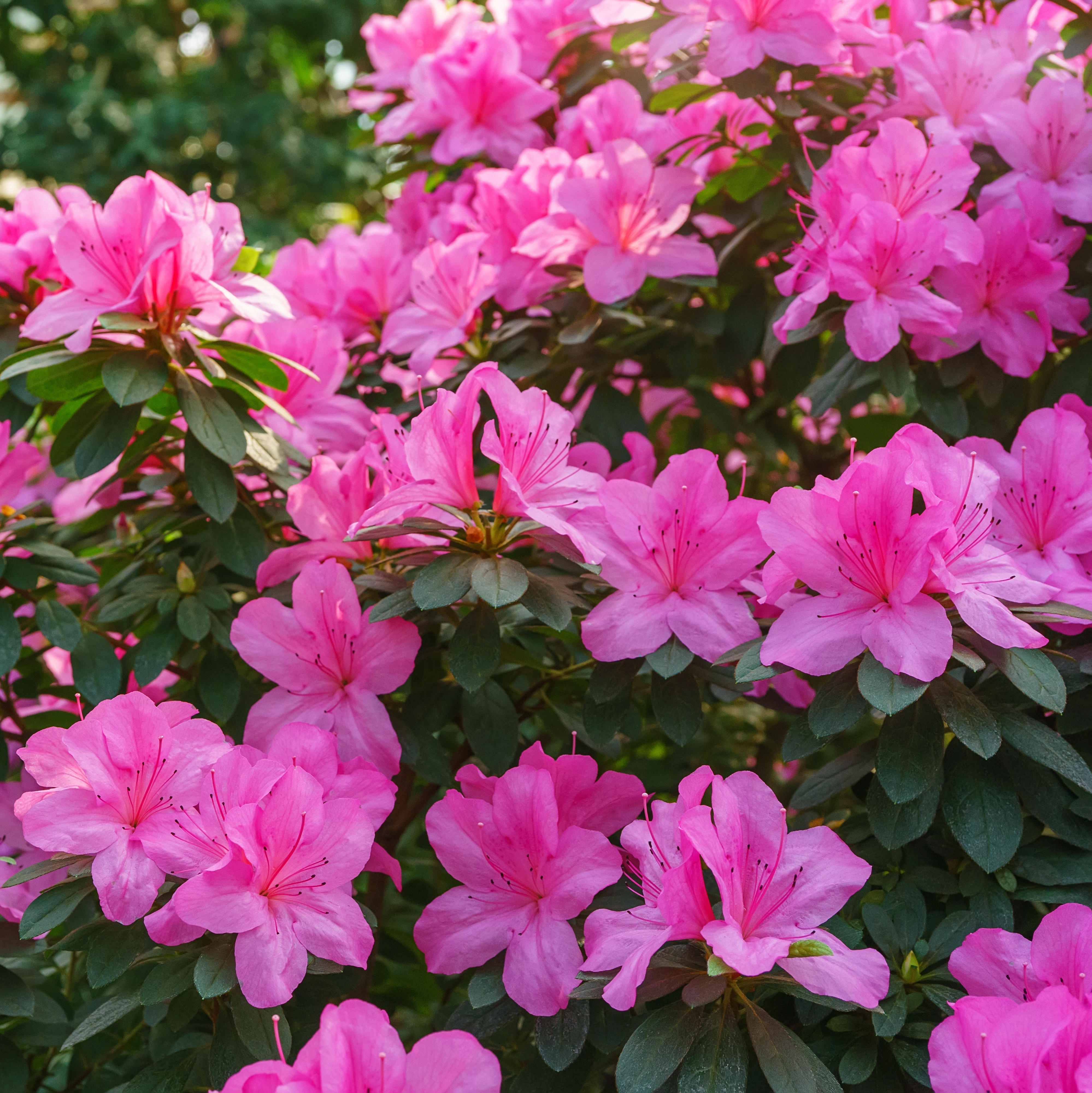 Vibrant pink flowering azaleas.