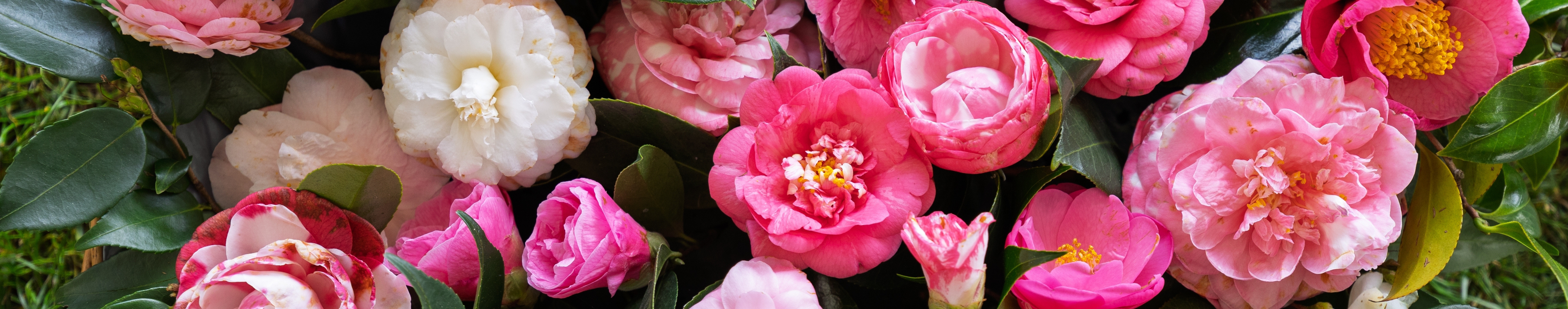 Camellia flowers in pink, white and red, illustrating the wide range of bloom forms and colours.