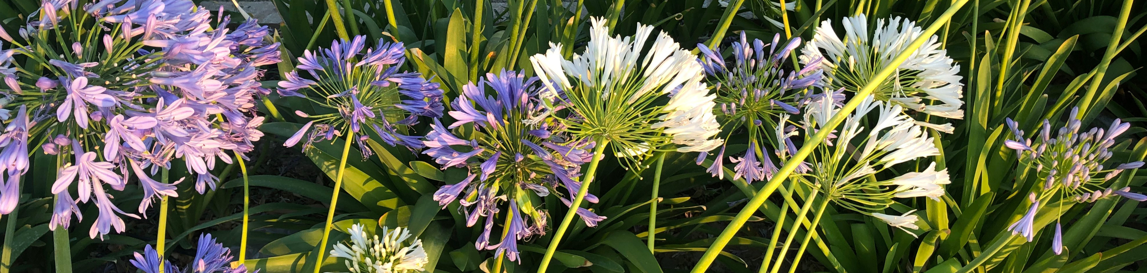 White and lilac Agapanthus