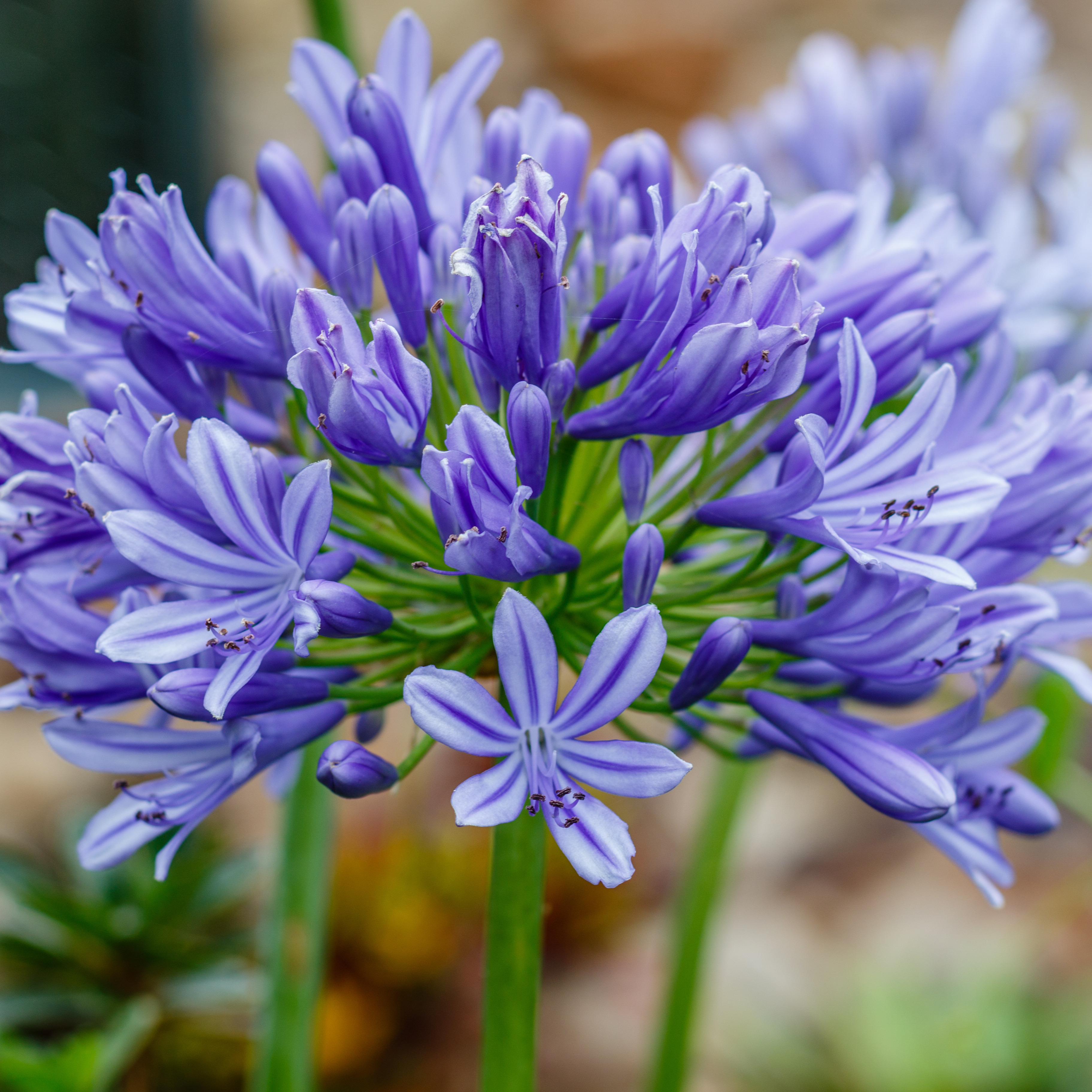 Agapanthus for height and structure