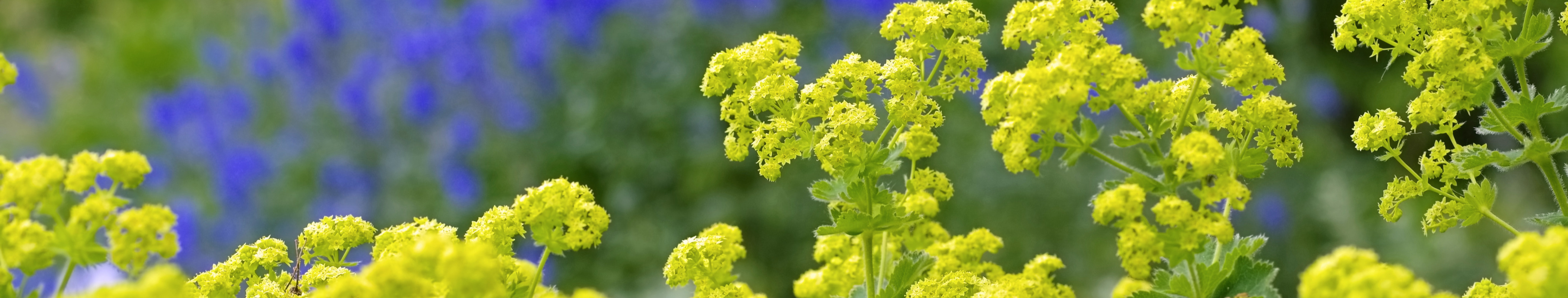 Alchemilla