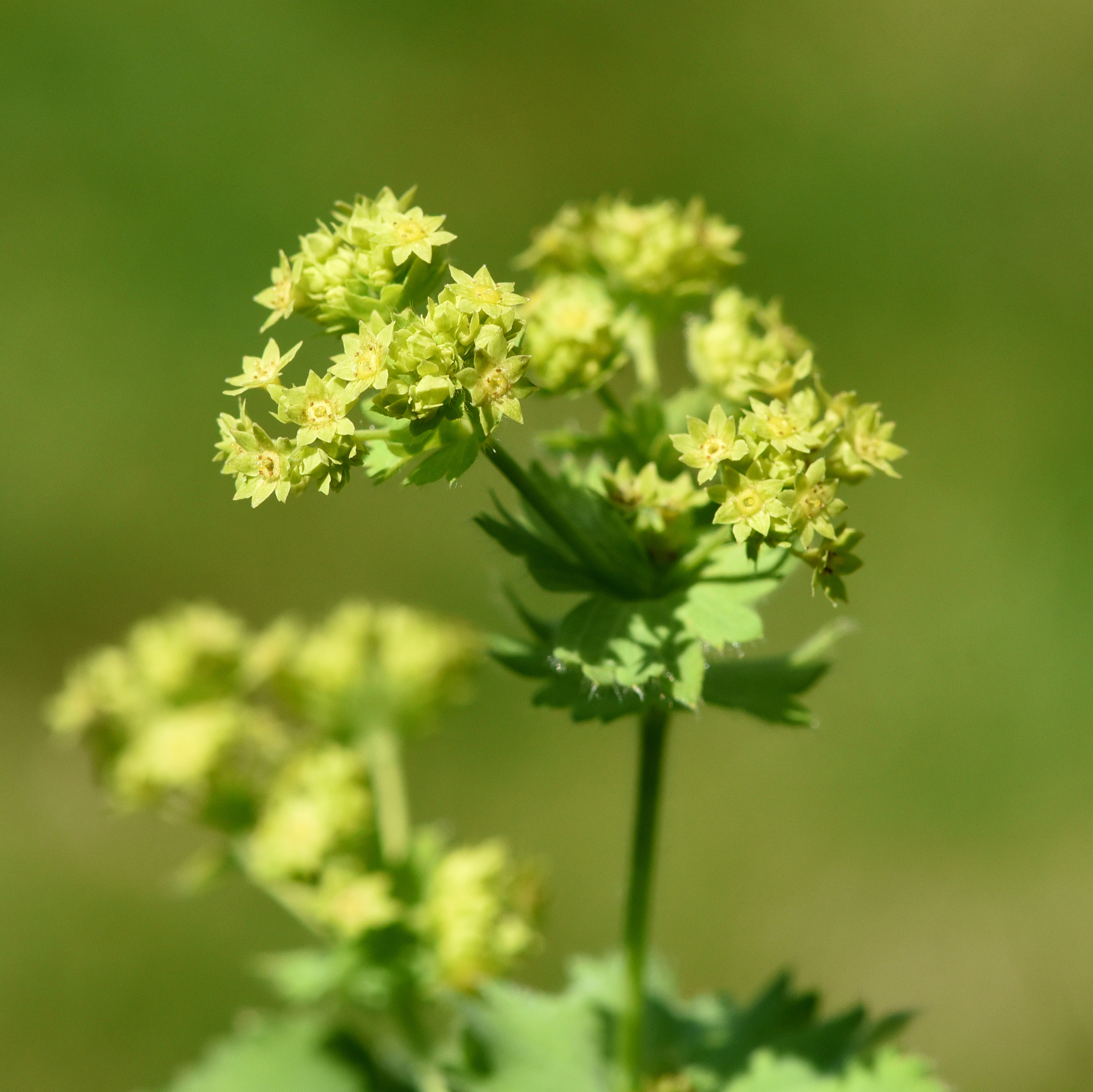 Alchemilla