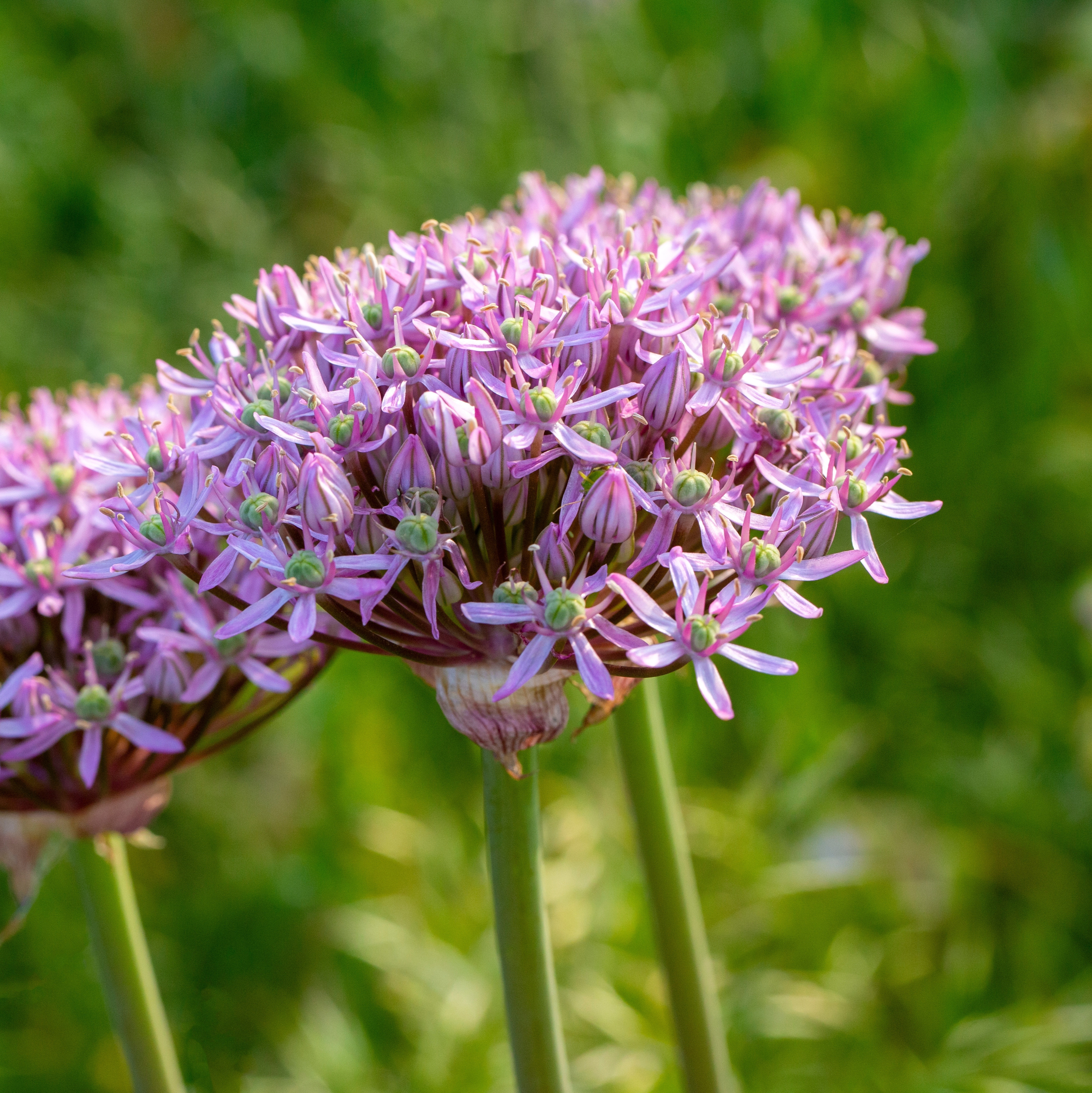 Close-up of a purple ornamental allium flower head with small star-shaped blooms.