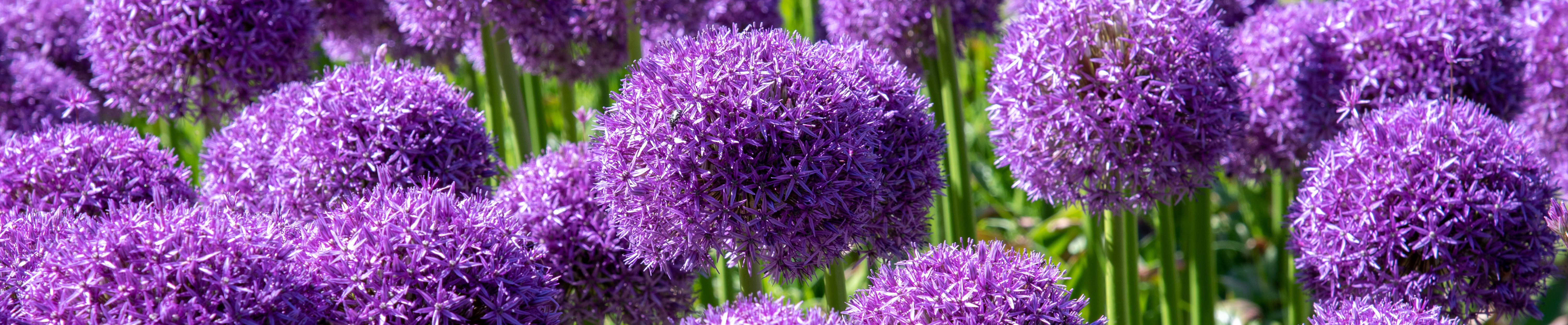 Masses of purple allium blooms creating a vibrant display that attracts bees and other pollinators.