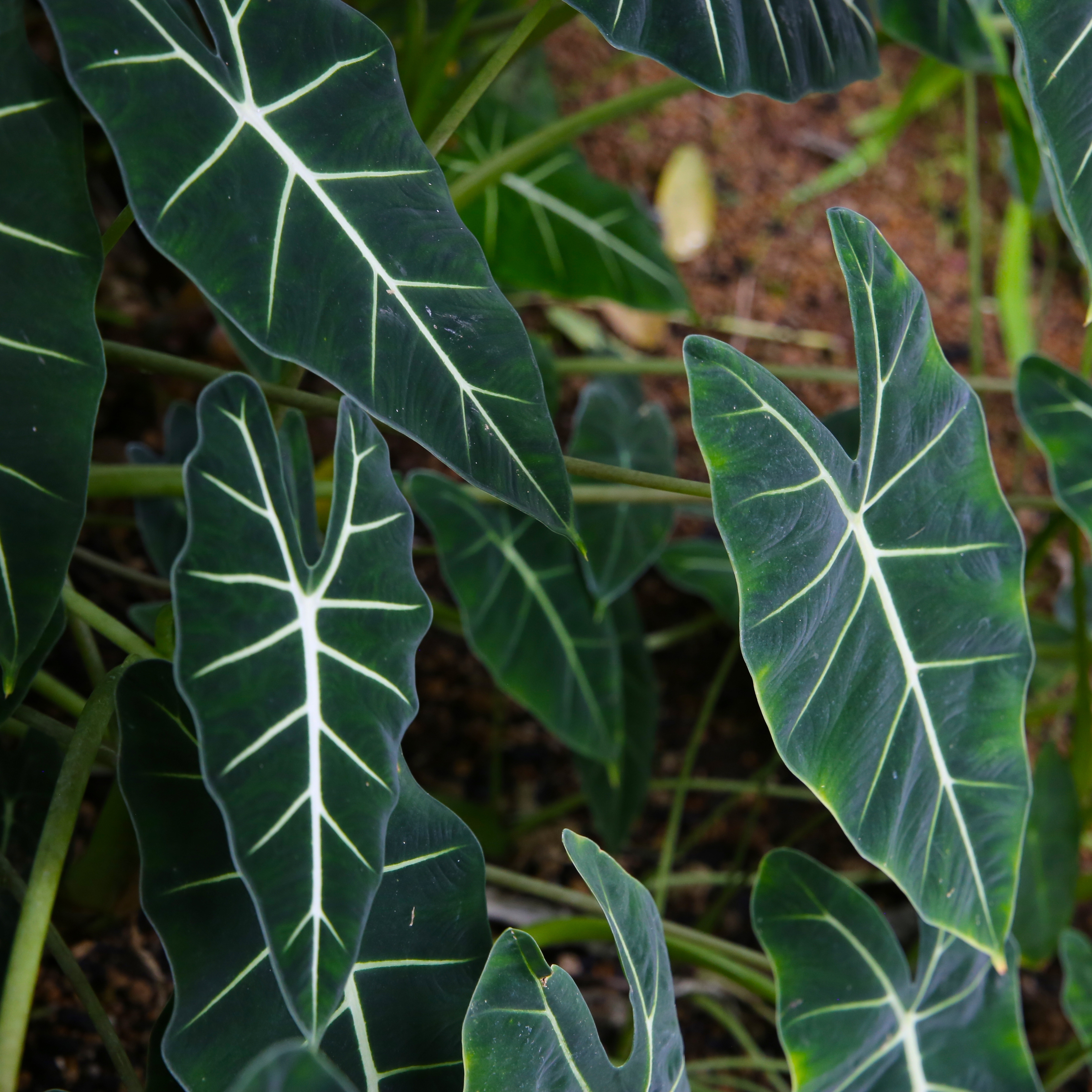 Alocasia with dark green arrow-shaped leaves and distinctive white veins.