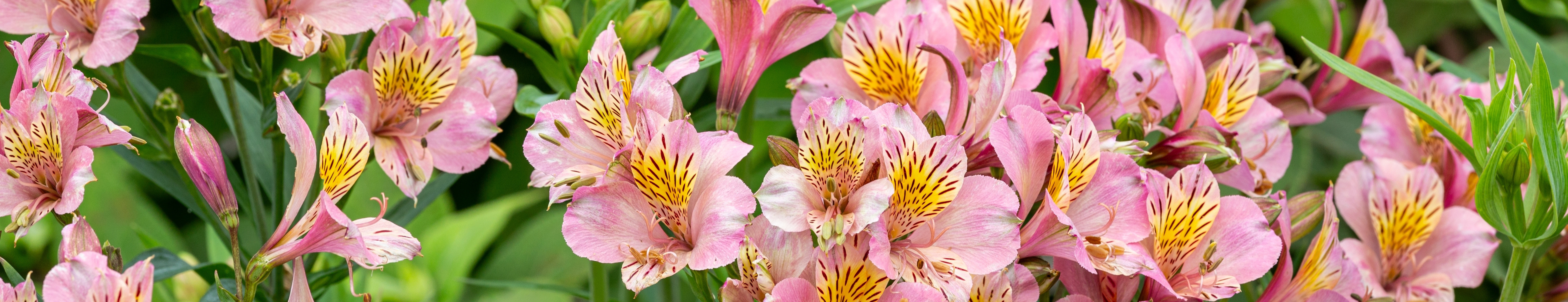 Pink Alstroemeria