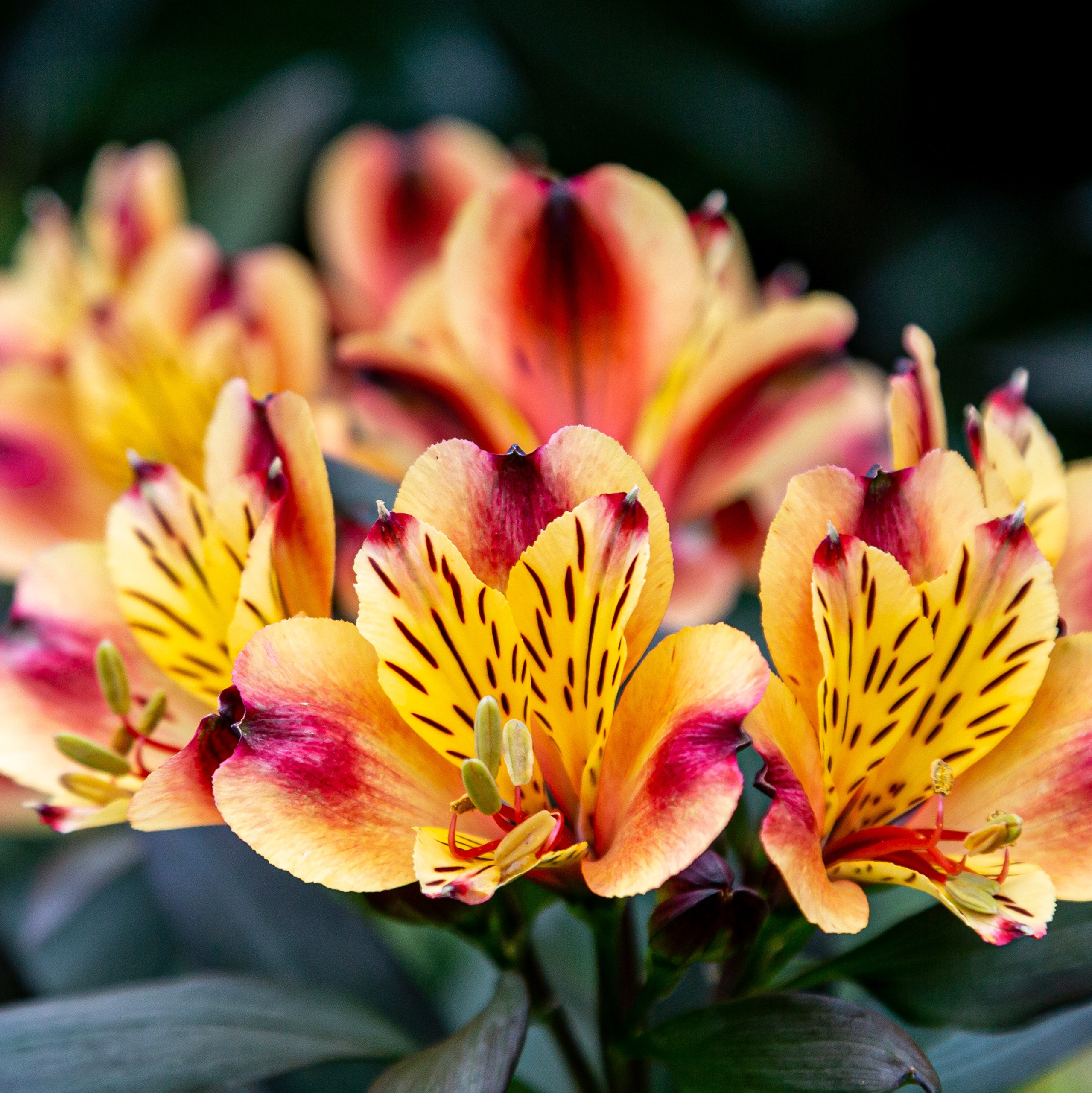 Alstroemeria