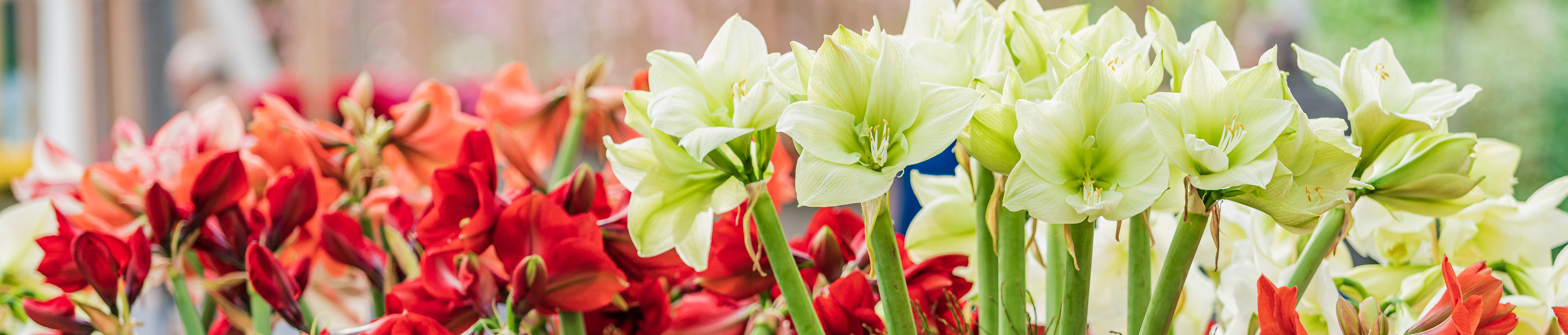 Mixed amaryllis cultivars displaying large trumpet-shaped flowers in shades of red and white.