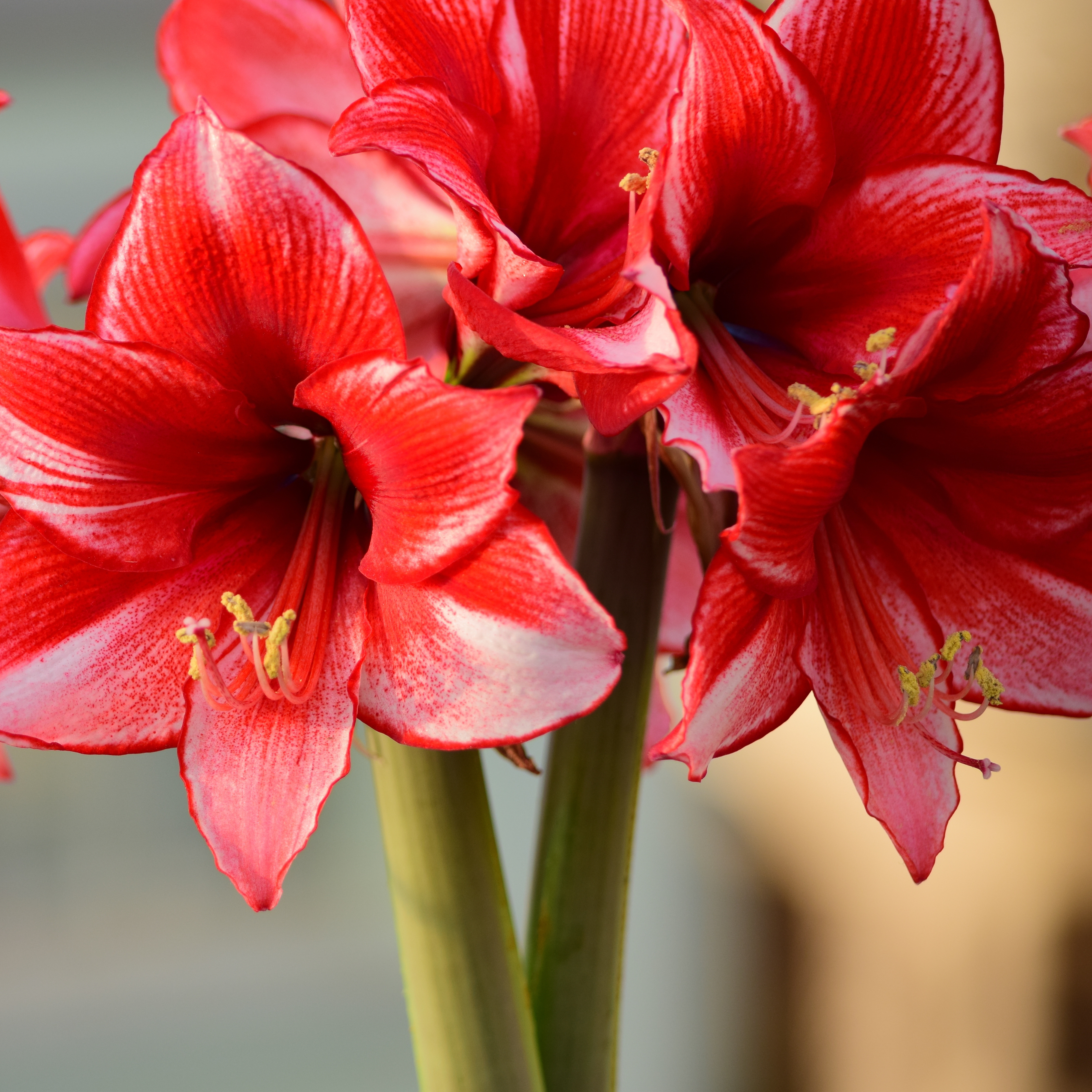 Amaryllis with large red trumpet-shaped flowers
