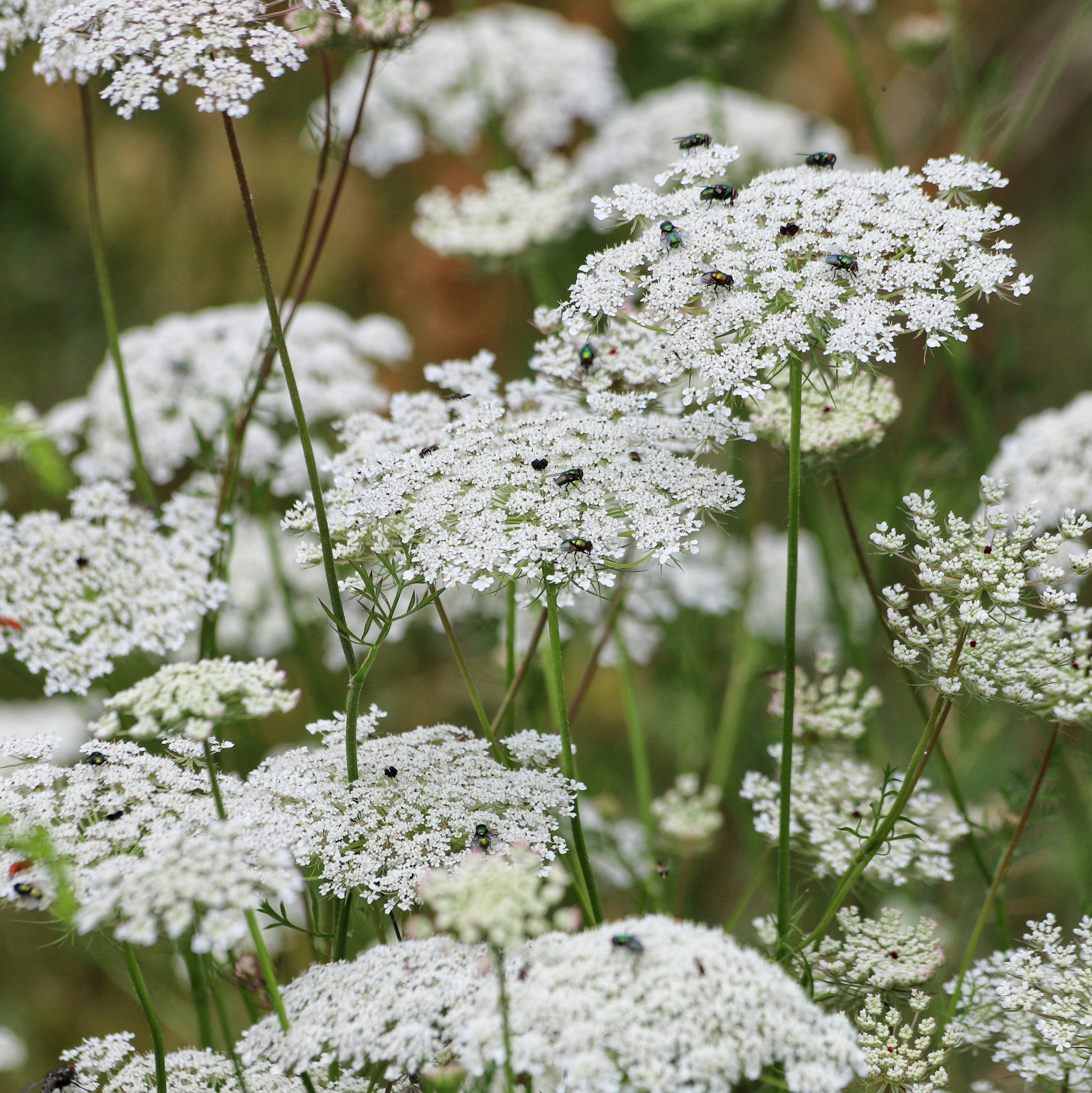 Close-up of airy white Ammi majus (Bishop's Flower) with delicate flower heads and fine green foliage.