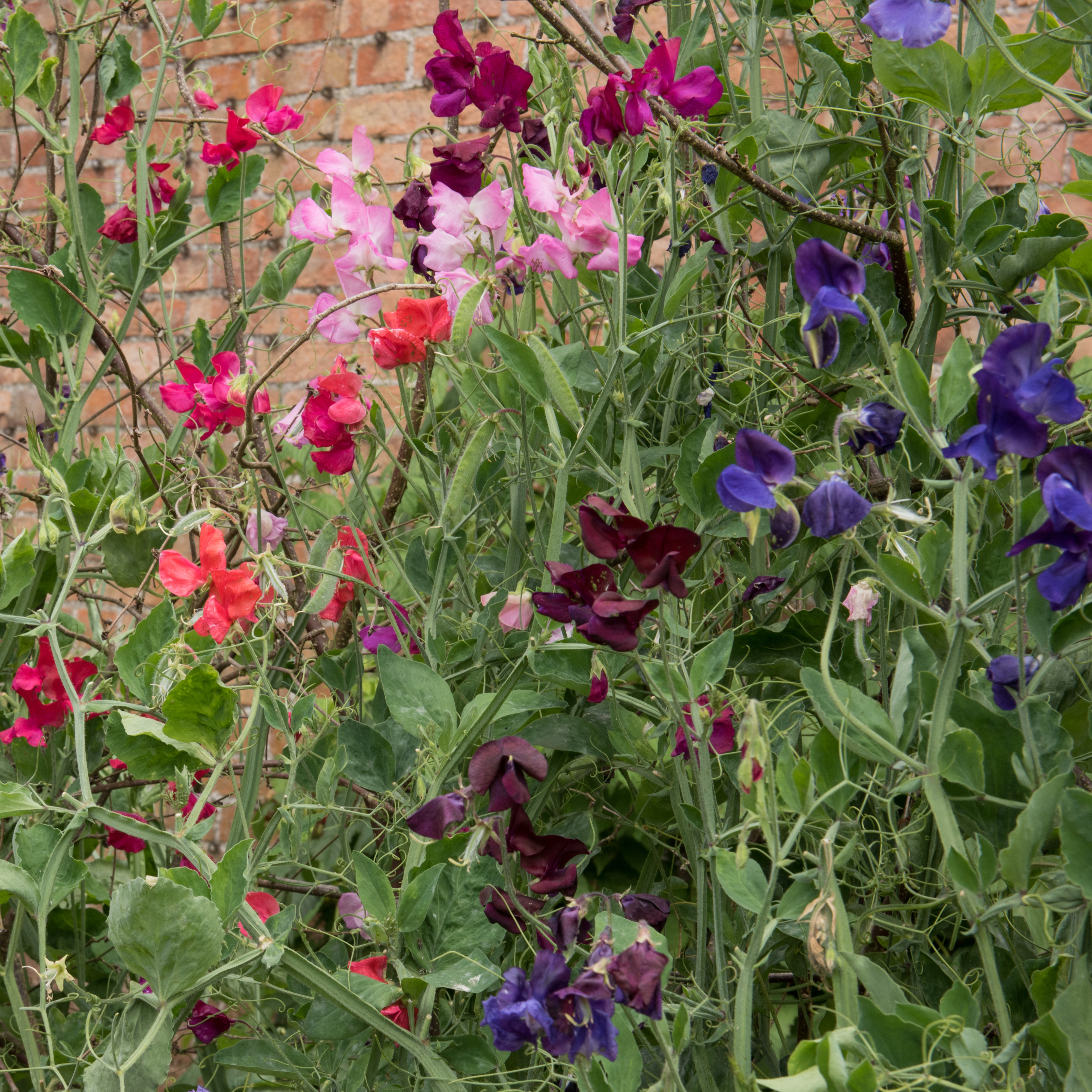 Mixed colours of annual sweet peas
