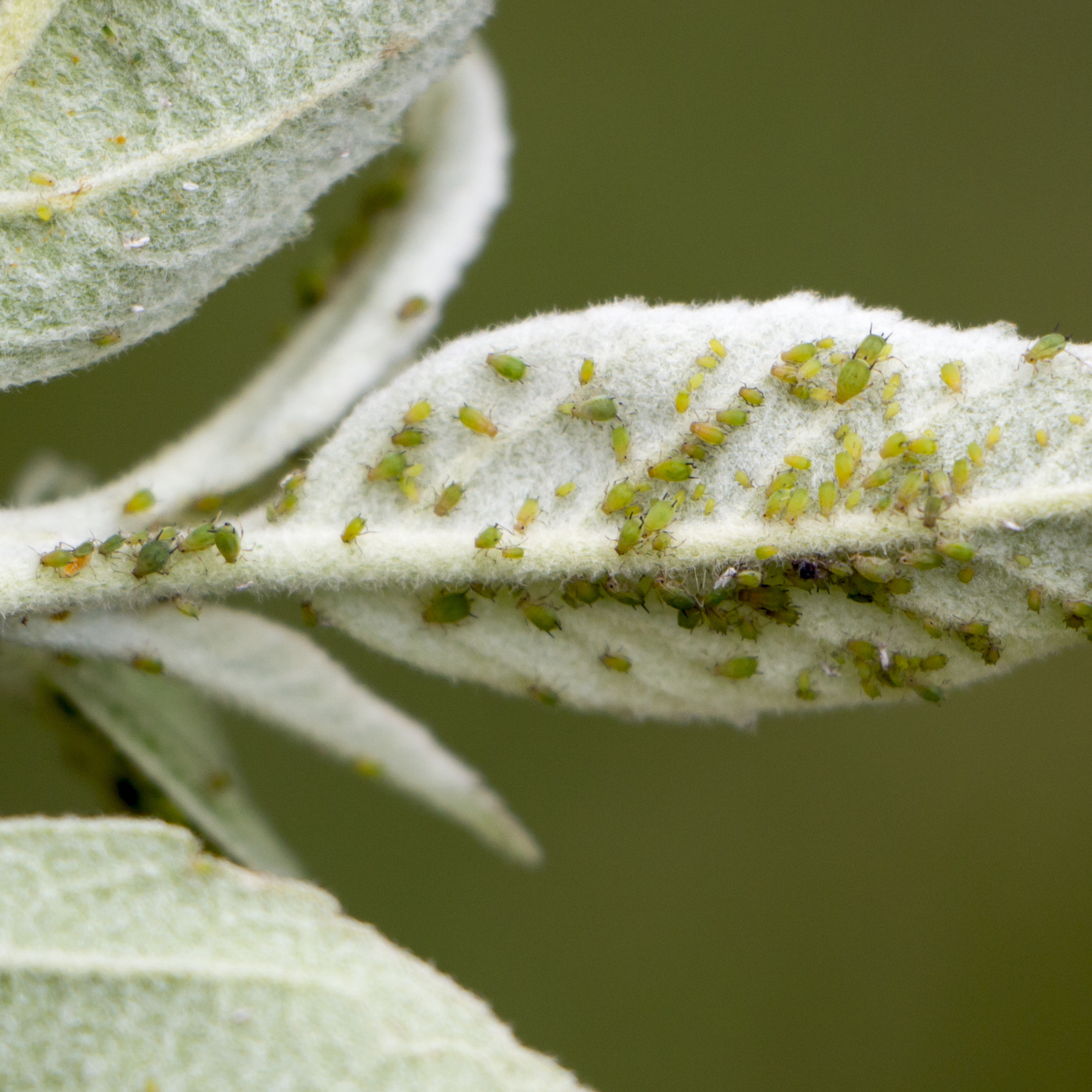 Colony of green aphids on a leaf, showing a typical pest infestation.