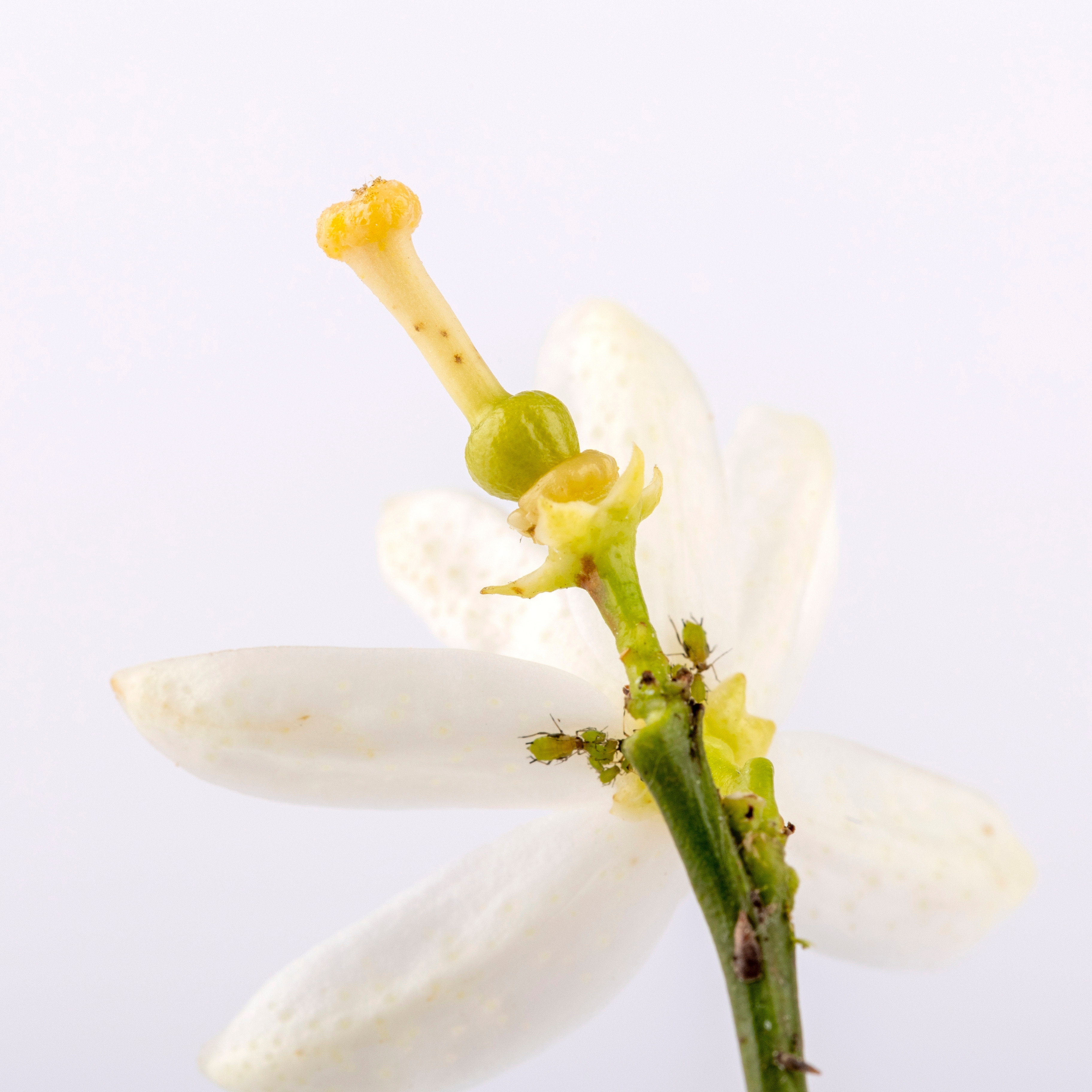Close-up lemon blossom infested with aphids