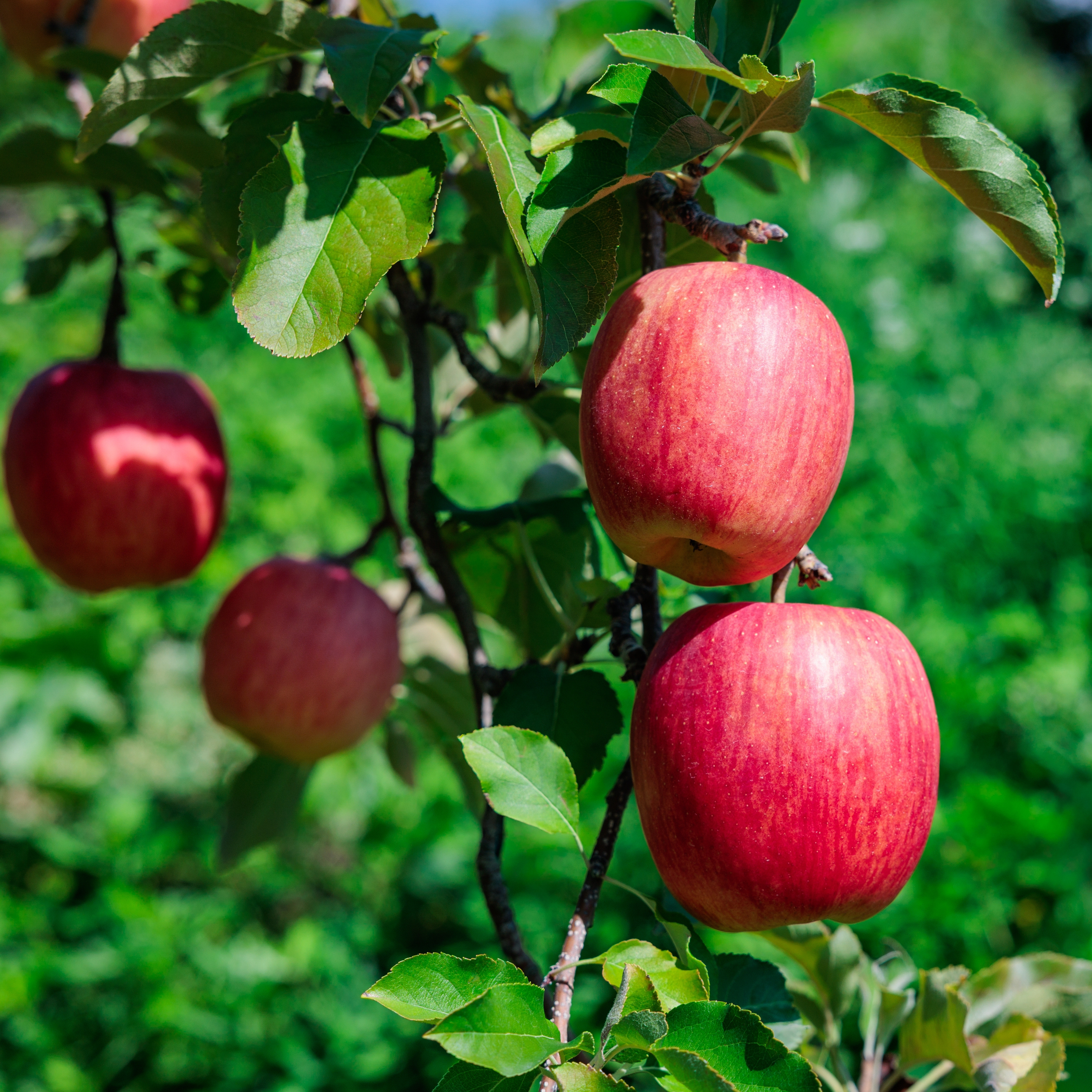Ripe red apples growing on a fruit tree branch in a garden orchard