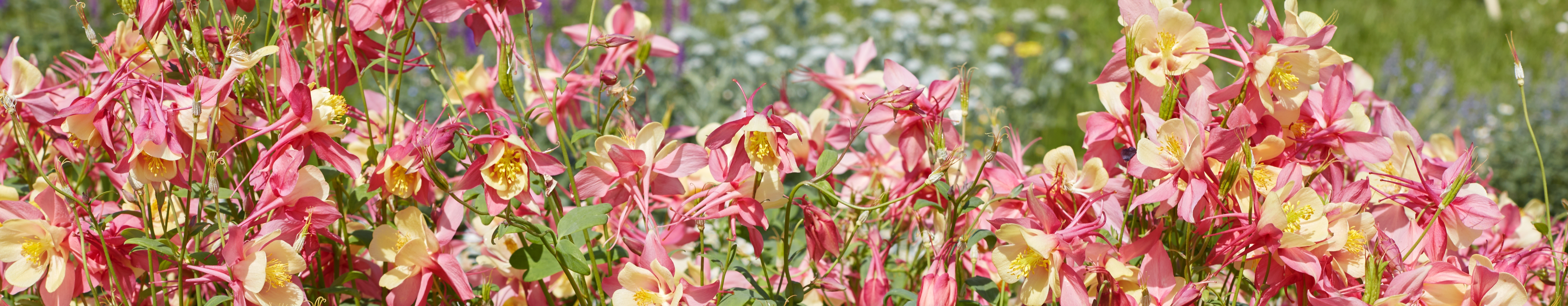 Mass planting of pink and cream Aquilegia (Columbine) flowers blooming in a sunny garden border.