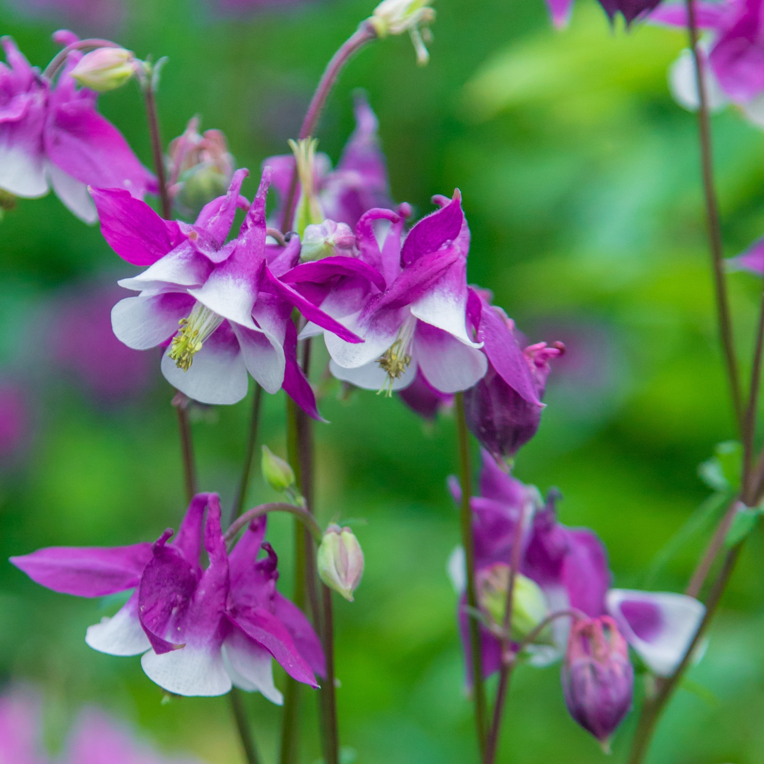 Purple and white aquilegia