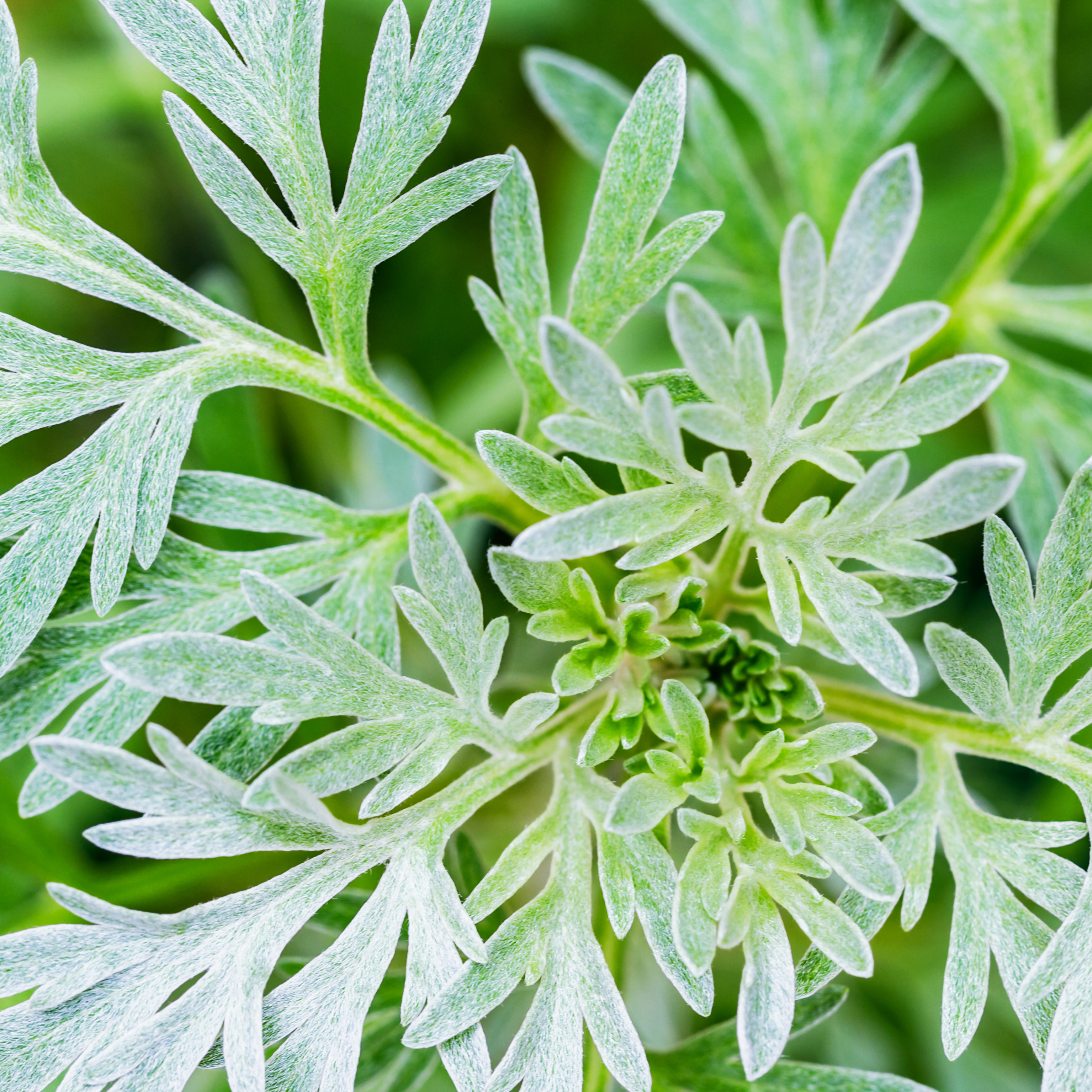 Silver-grey Artemisia foliage for adding texture and contrast to cut flower arrangements.