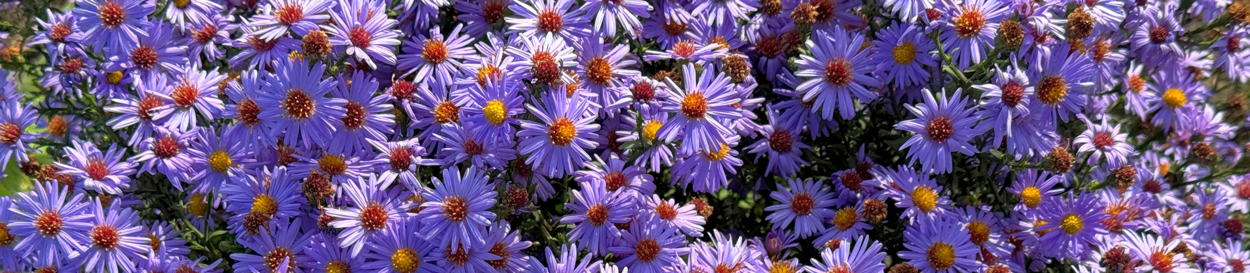 Masses of purple Aster blooms creating a vibrant display that attracts bees and other pollinators.