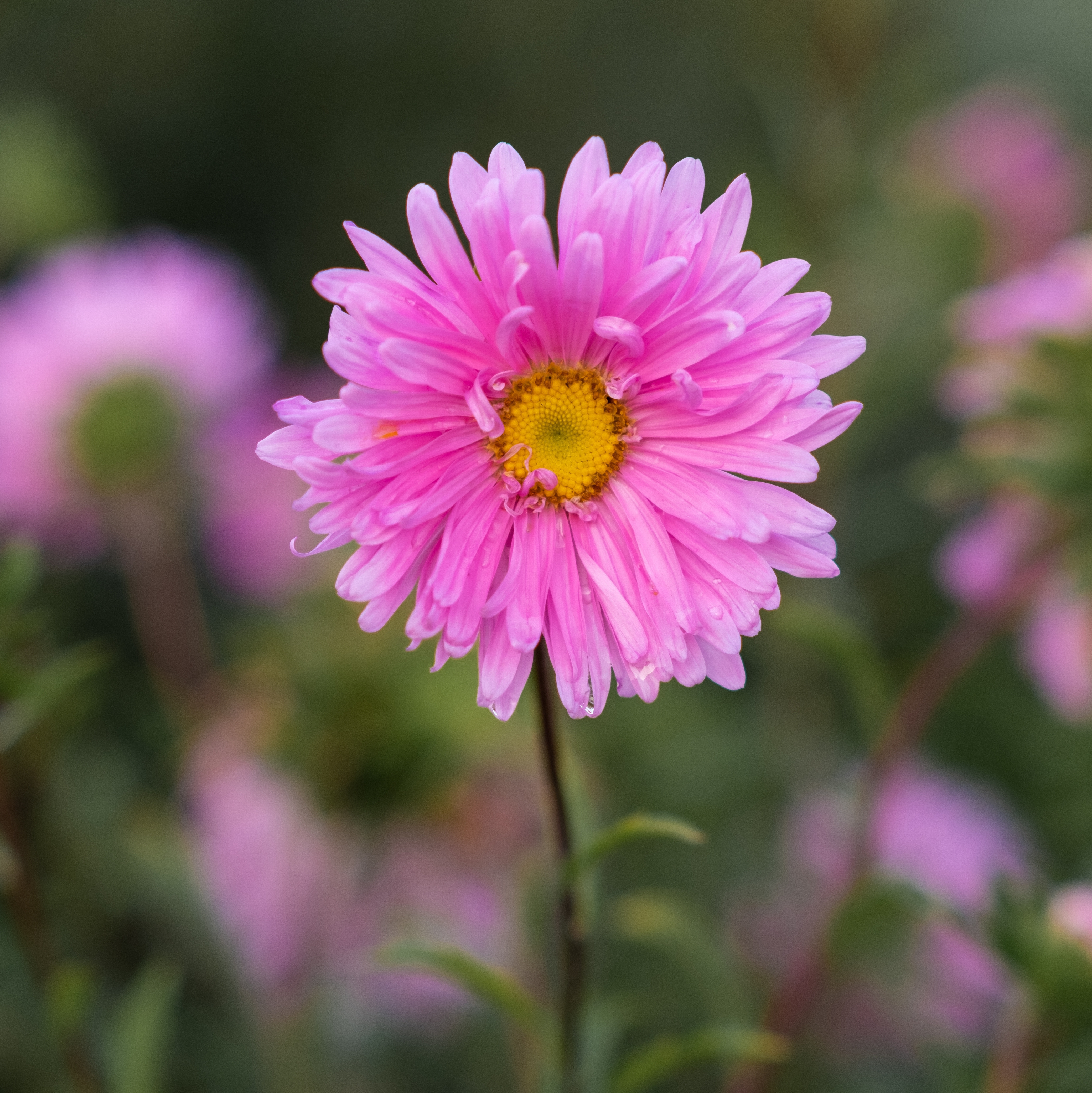 Pink aster blooms with yellow centres