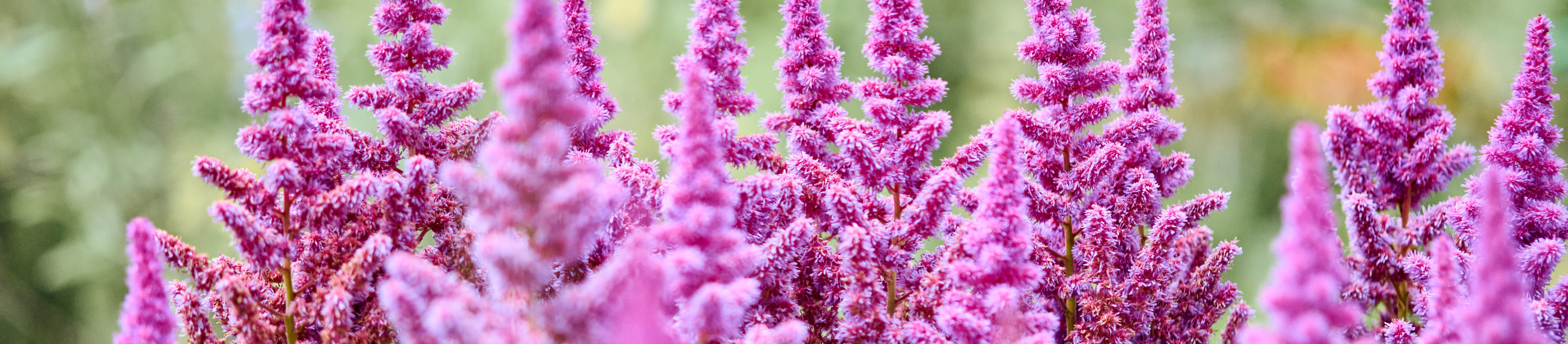 Astilbe