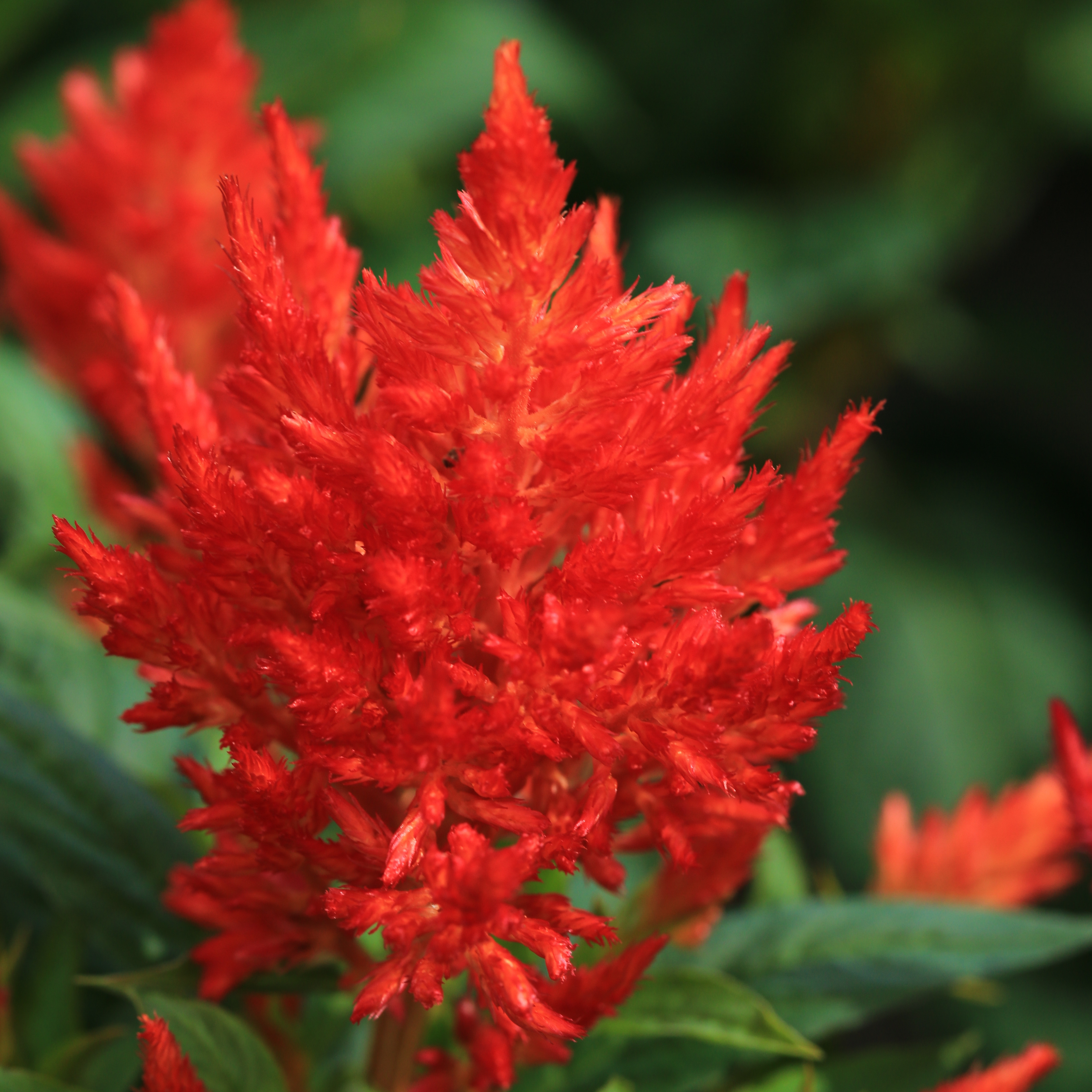 Astilbe with red feathery flower plumes are a perfect addition to a cut flower arrangement