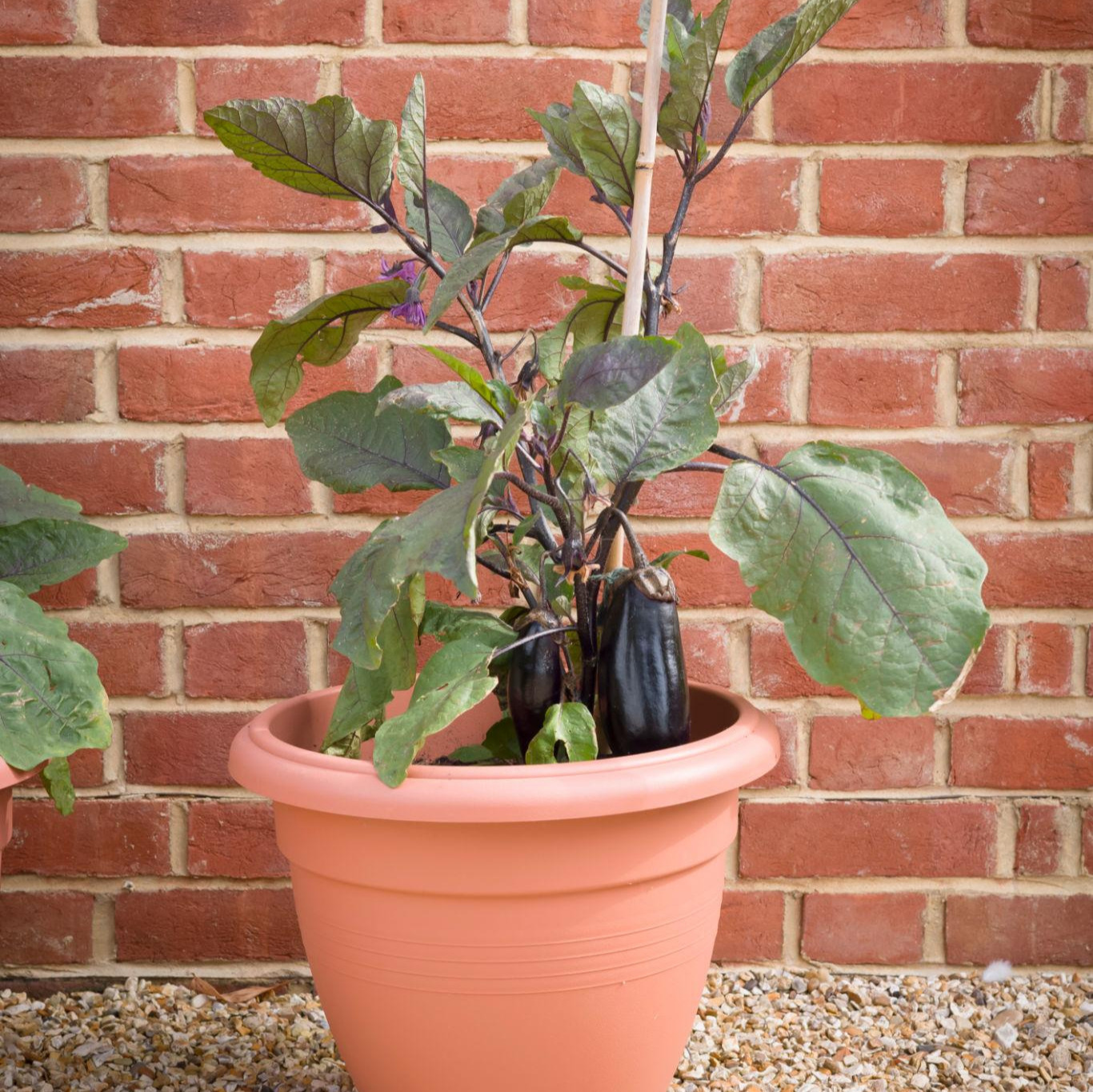 Aubergine plant growing in a terracotta pot against a brick wall, supported by a stake and producing dark purple fruits.