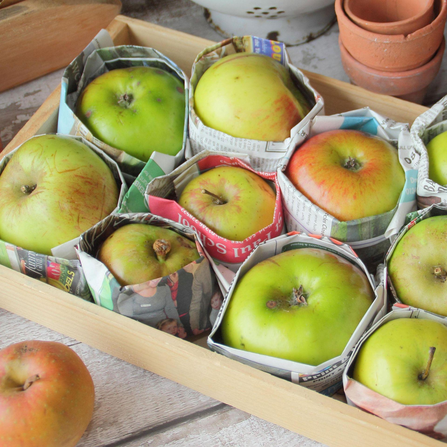A wooden tray holds several large green and red apples, each wrapped individually in folded newspaper sleeves.