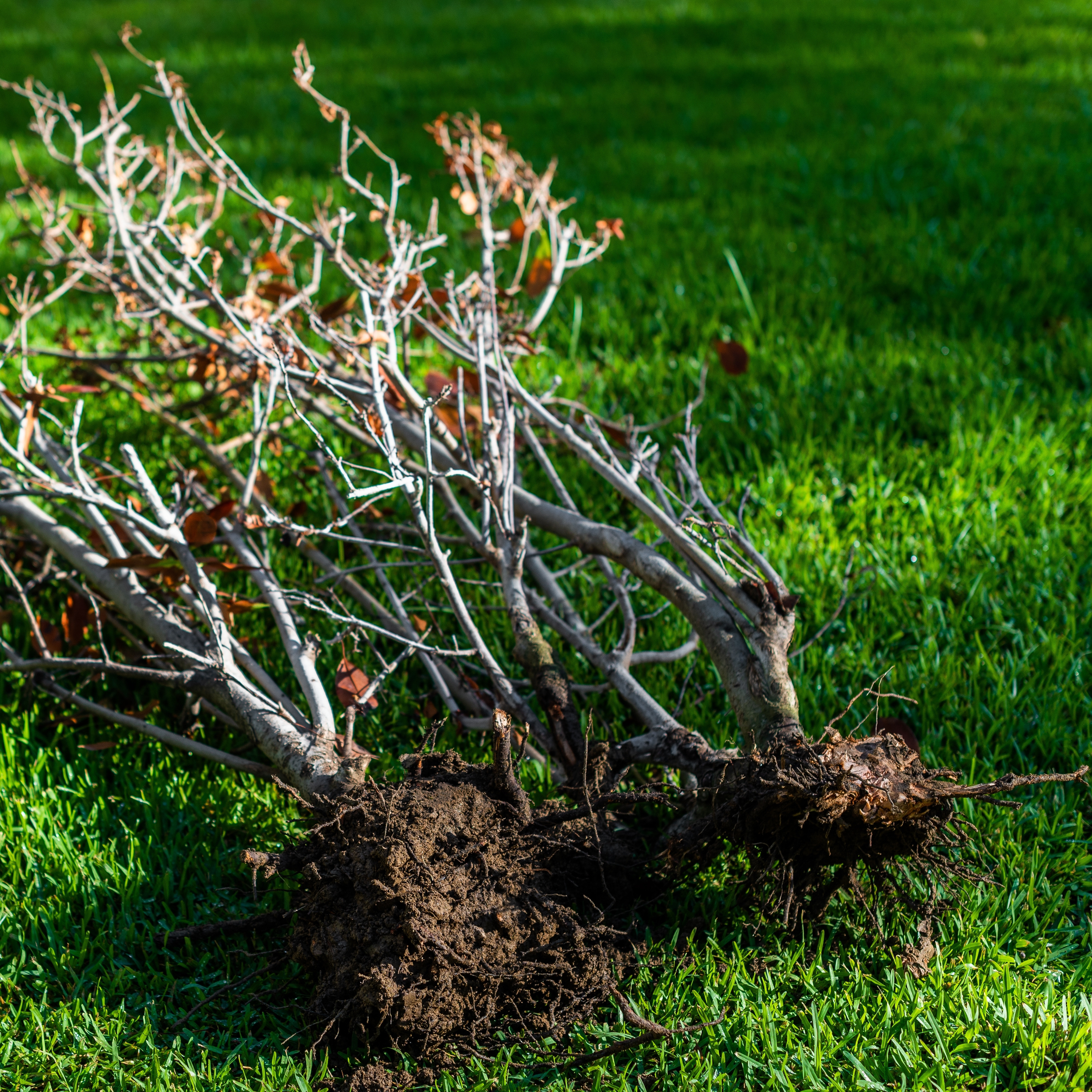 Bare-root trees ready for planting