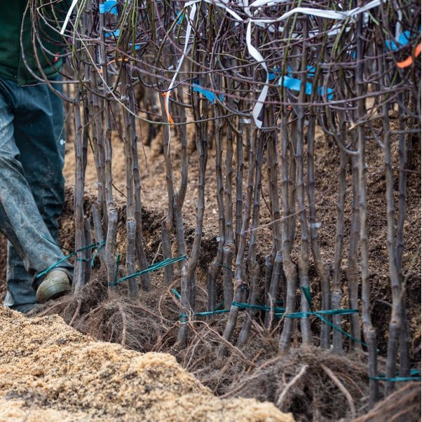 Bare-root plants with exposed roots ready for planting