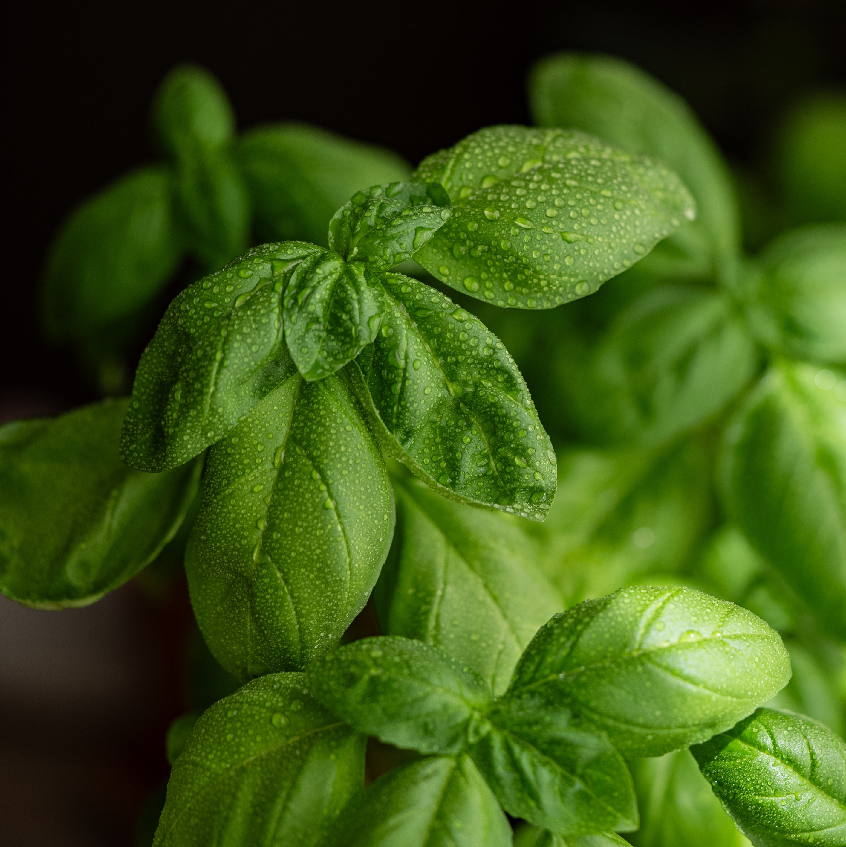 Close-up of basil leaves. A culinary herb.