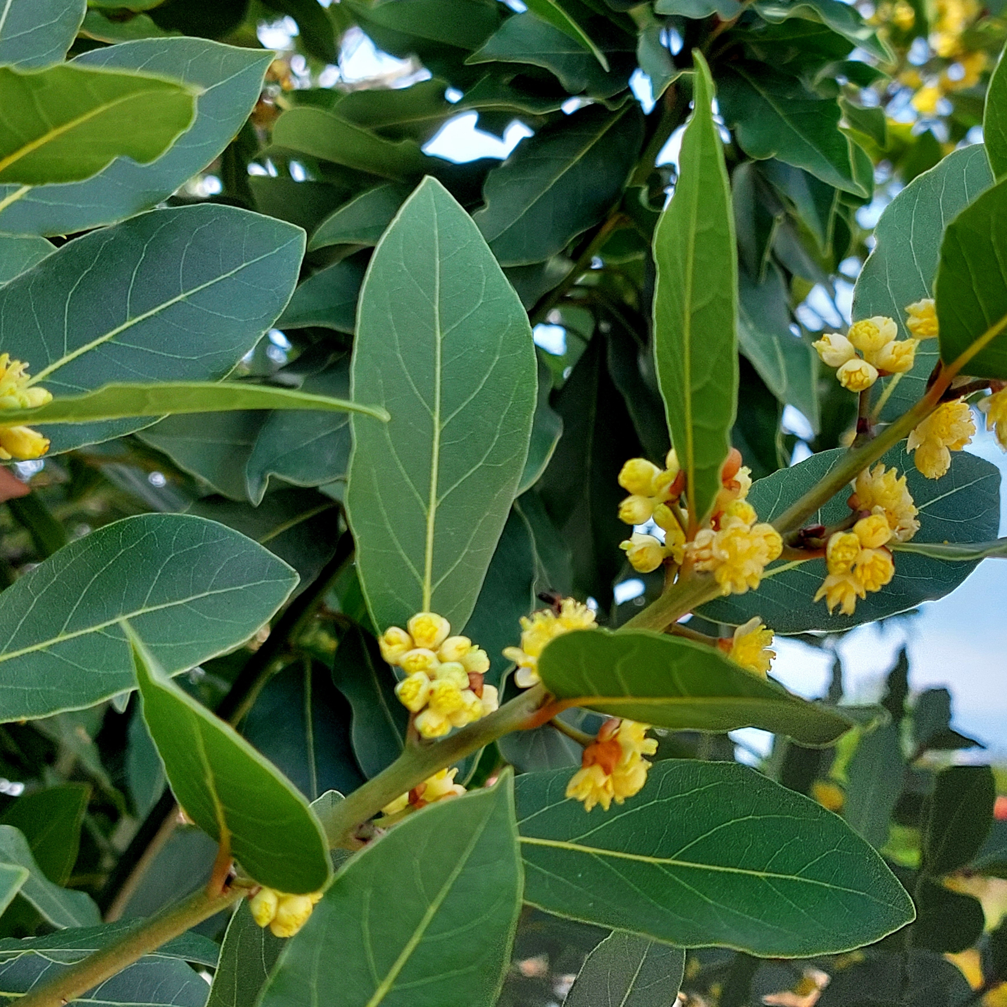 A close-up of bay. A culinary herb