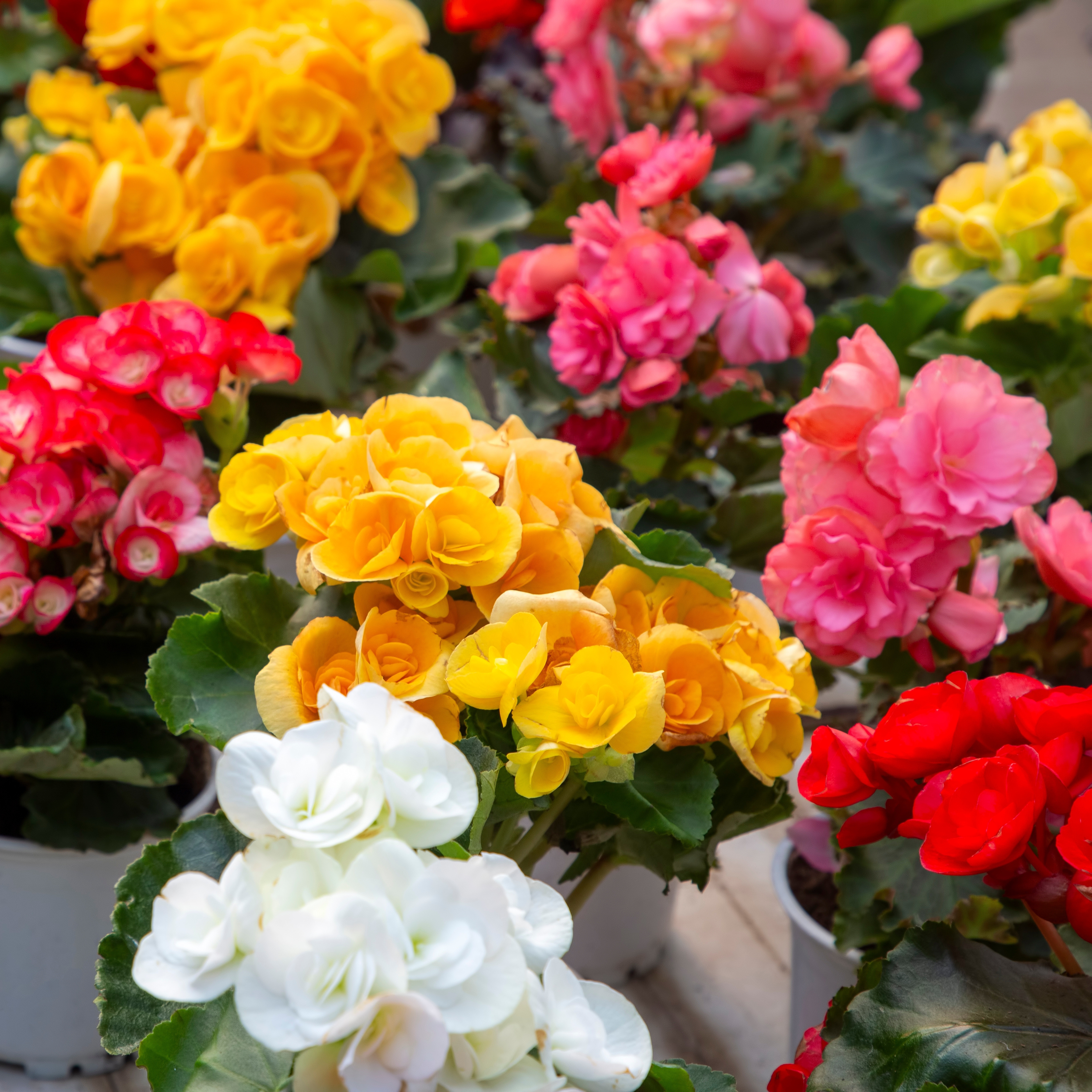 Begonia - britening shady areas