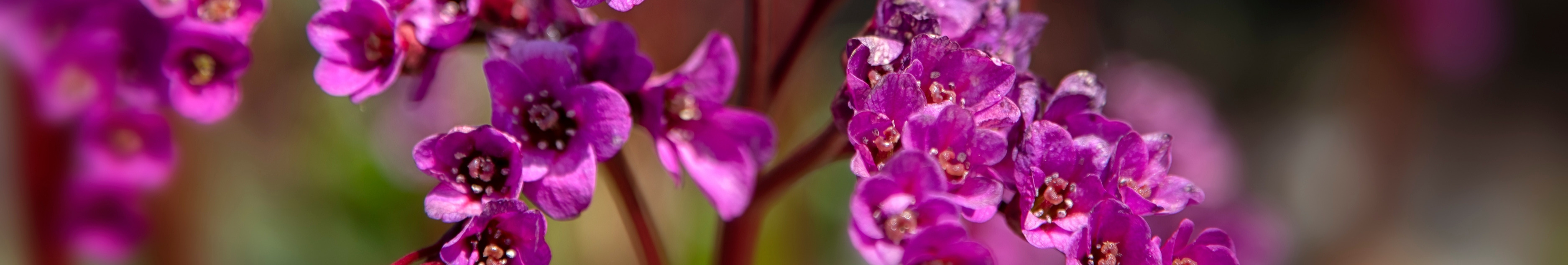Bergenia