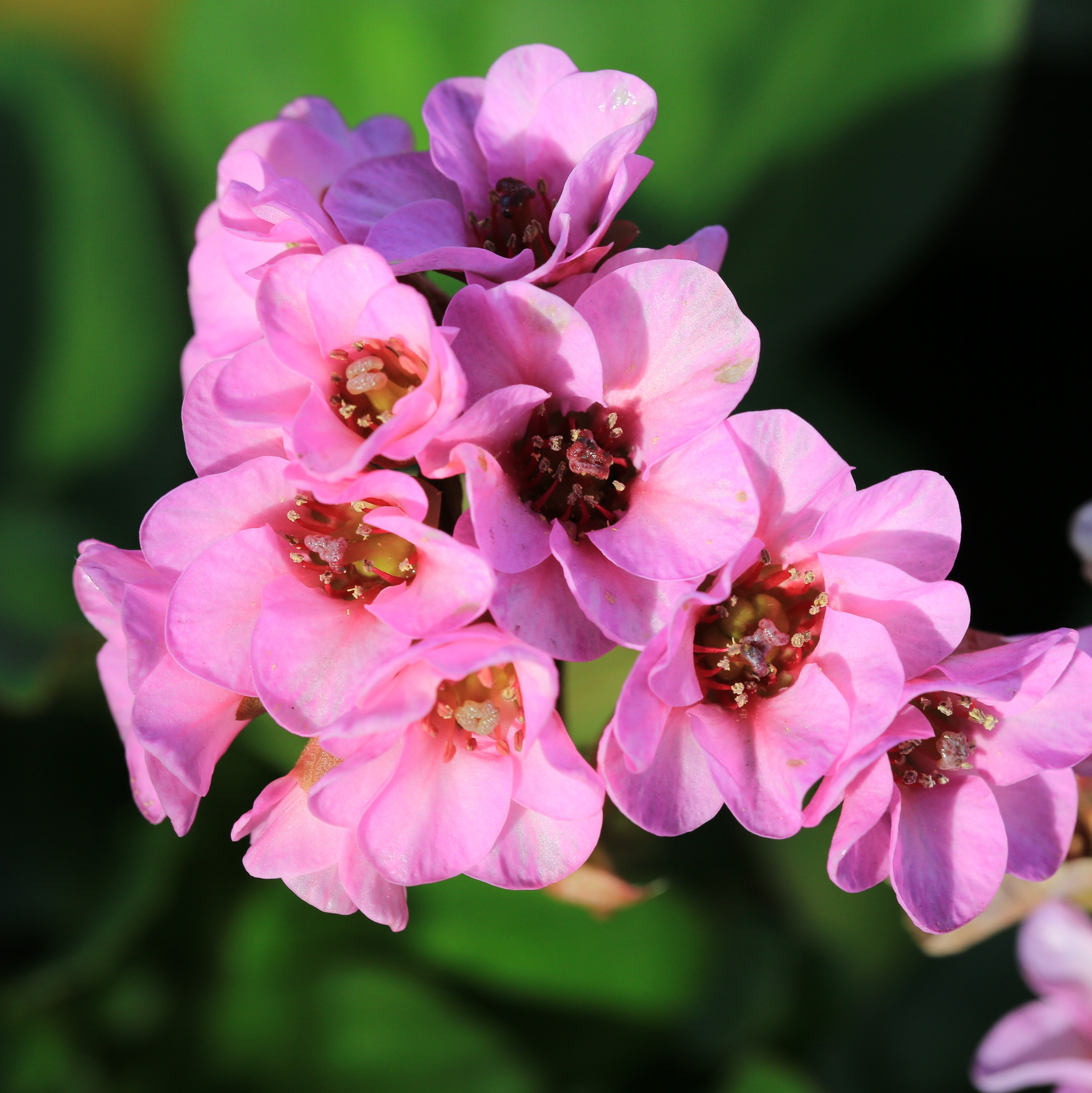 Pink Bergenia