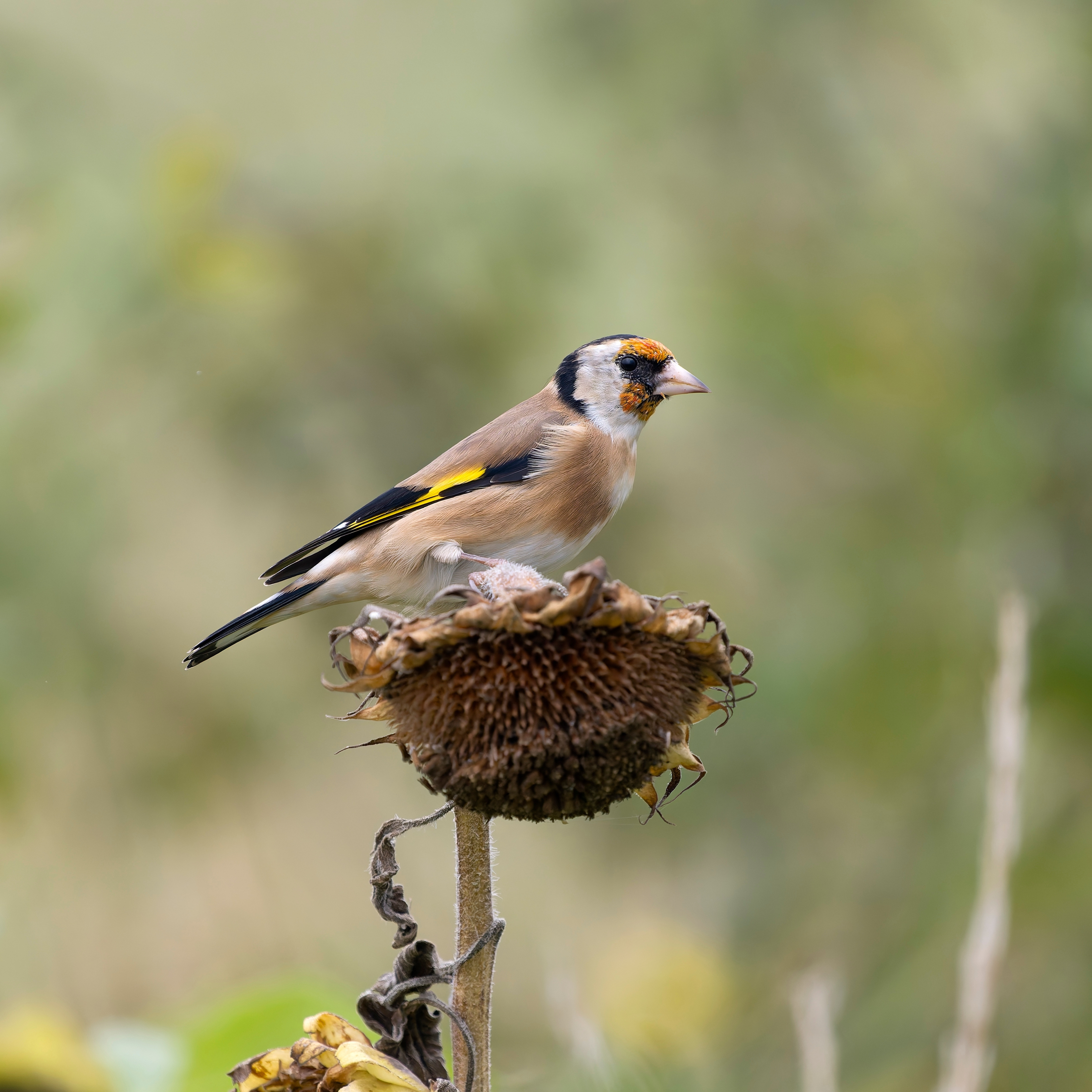 Goldfinch feeding on dried sunflower seed head.