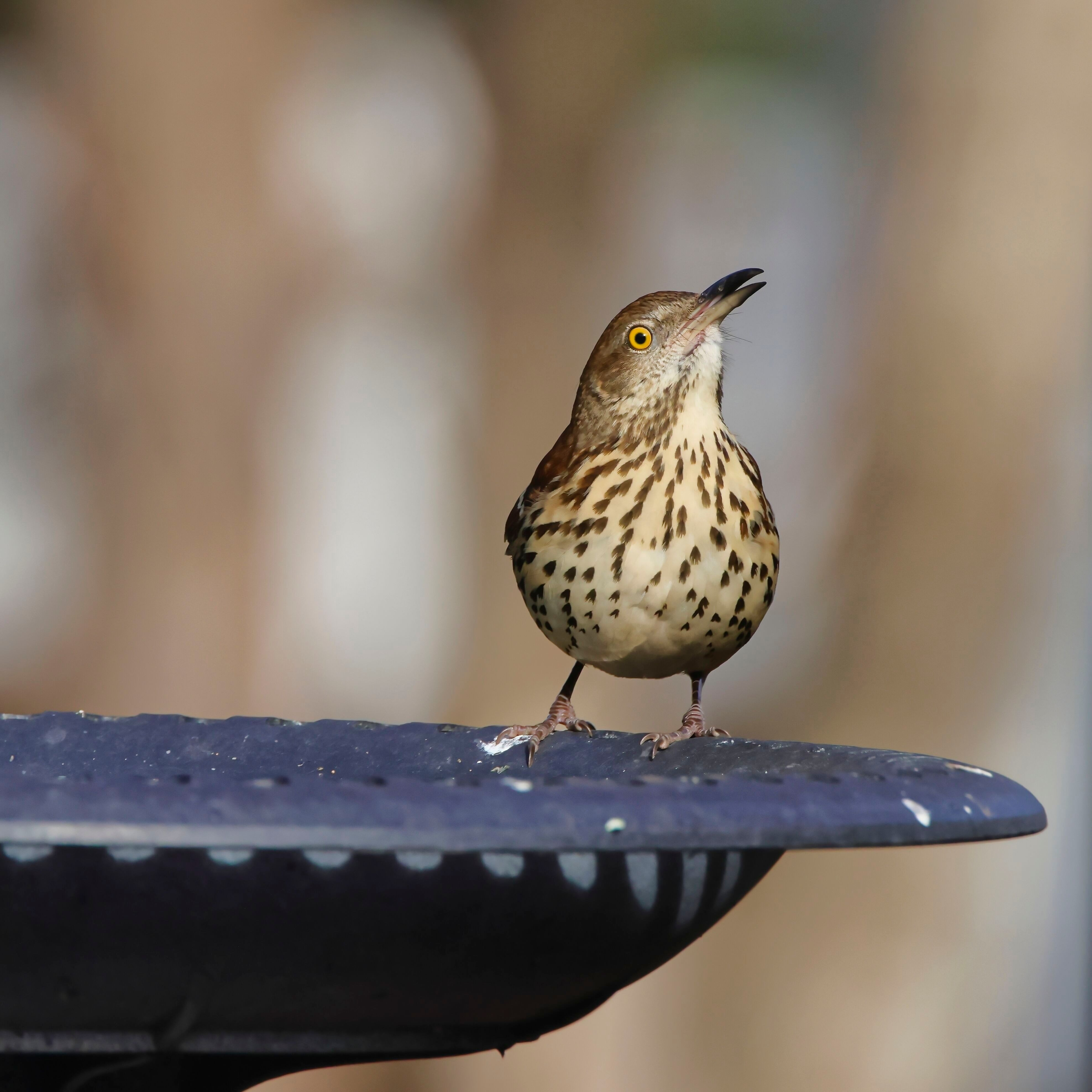 Mistle thrush on the edge of a bird bath