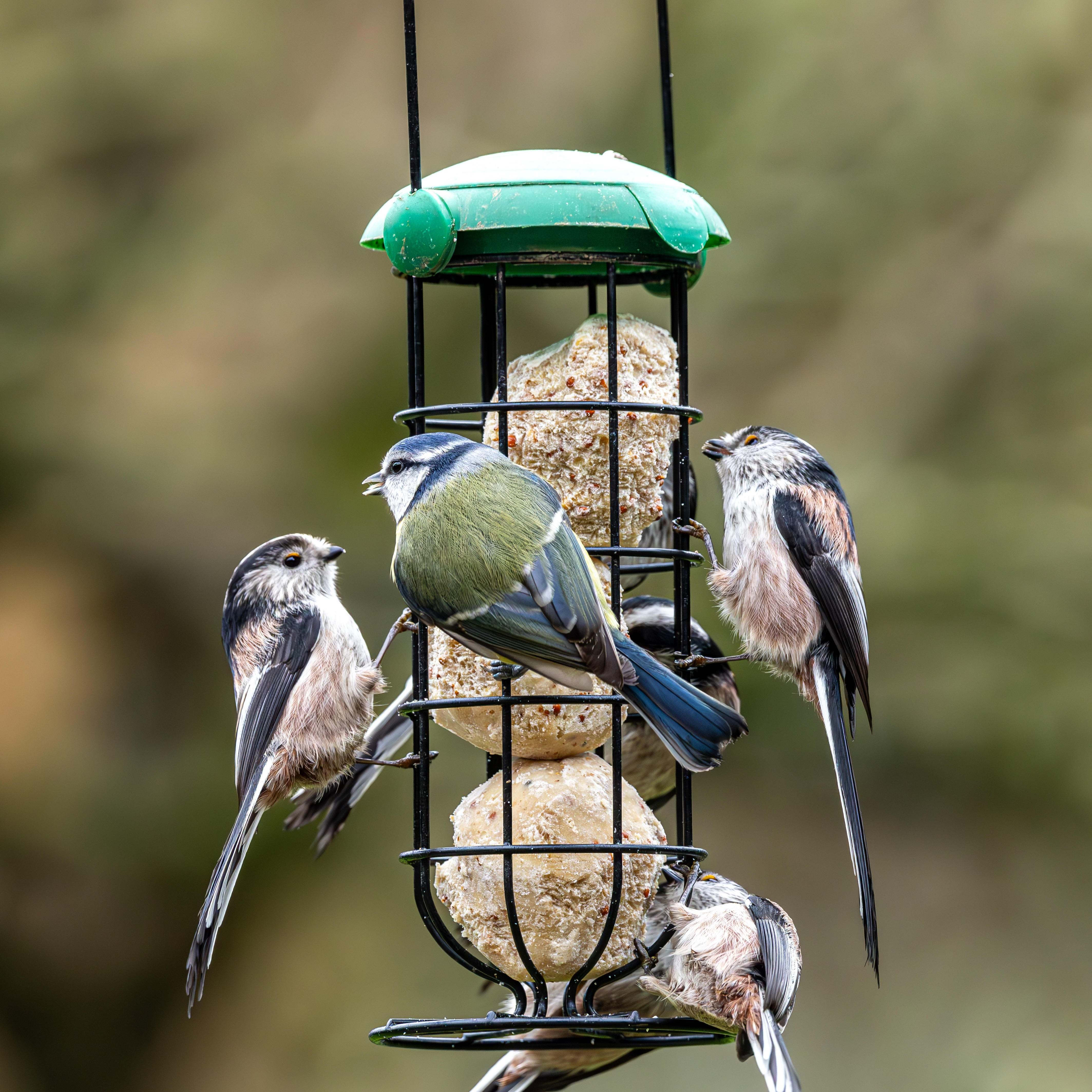 Birds on a hanging feeder