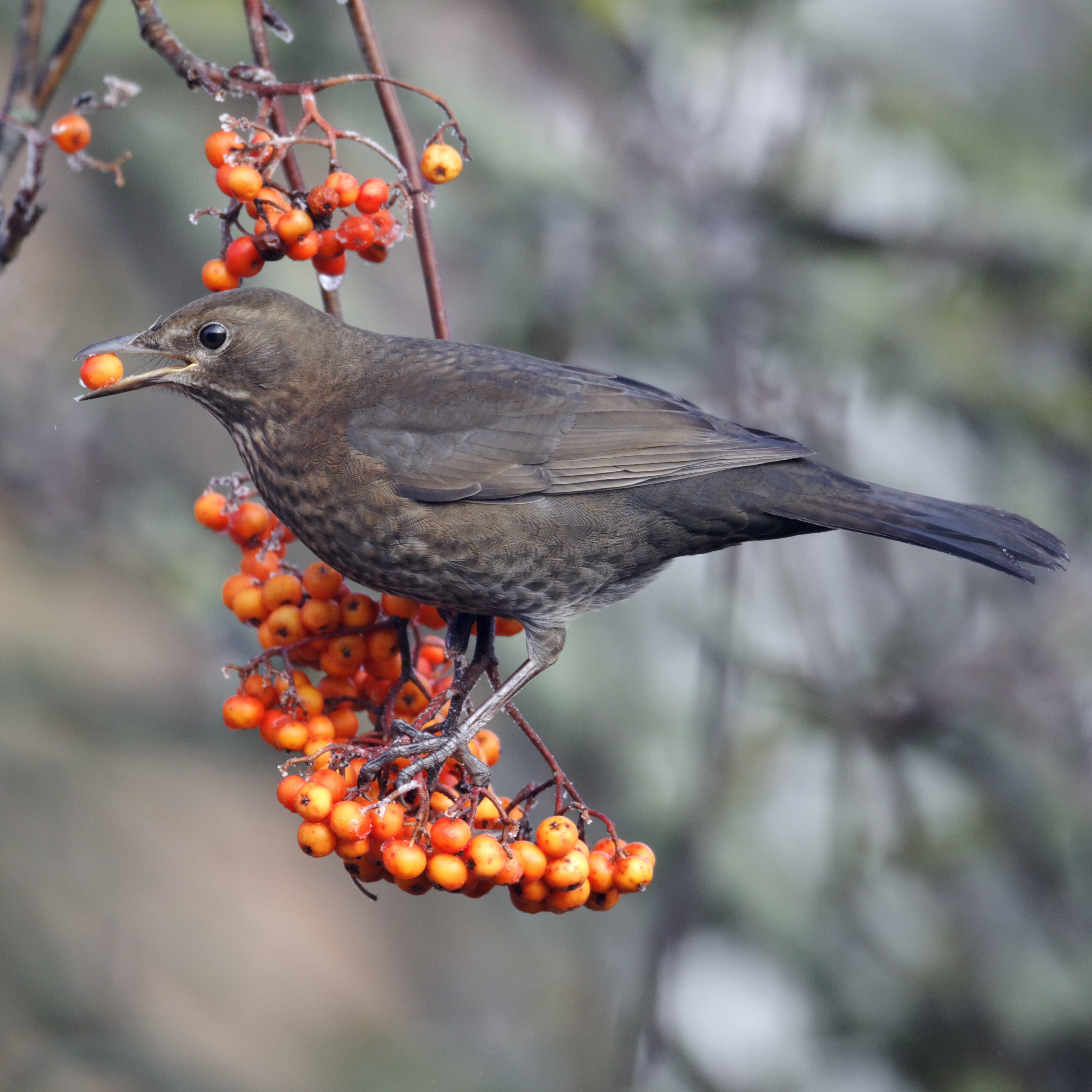 A female blackbird feeding on rowan berries in a winter garden.