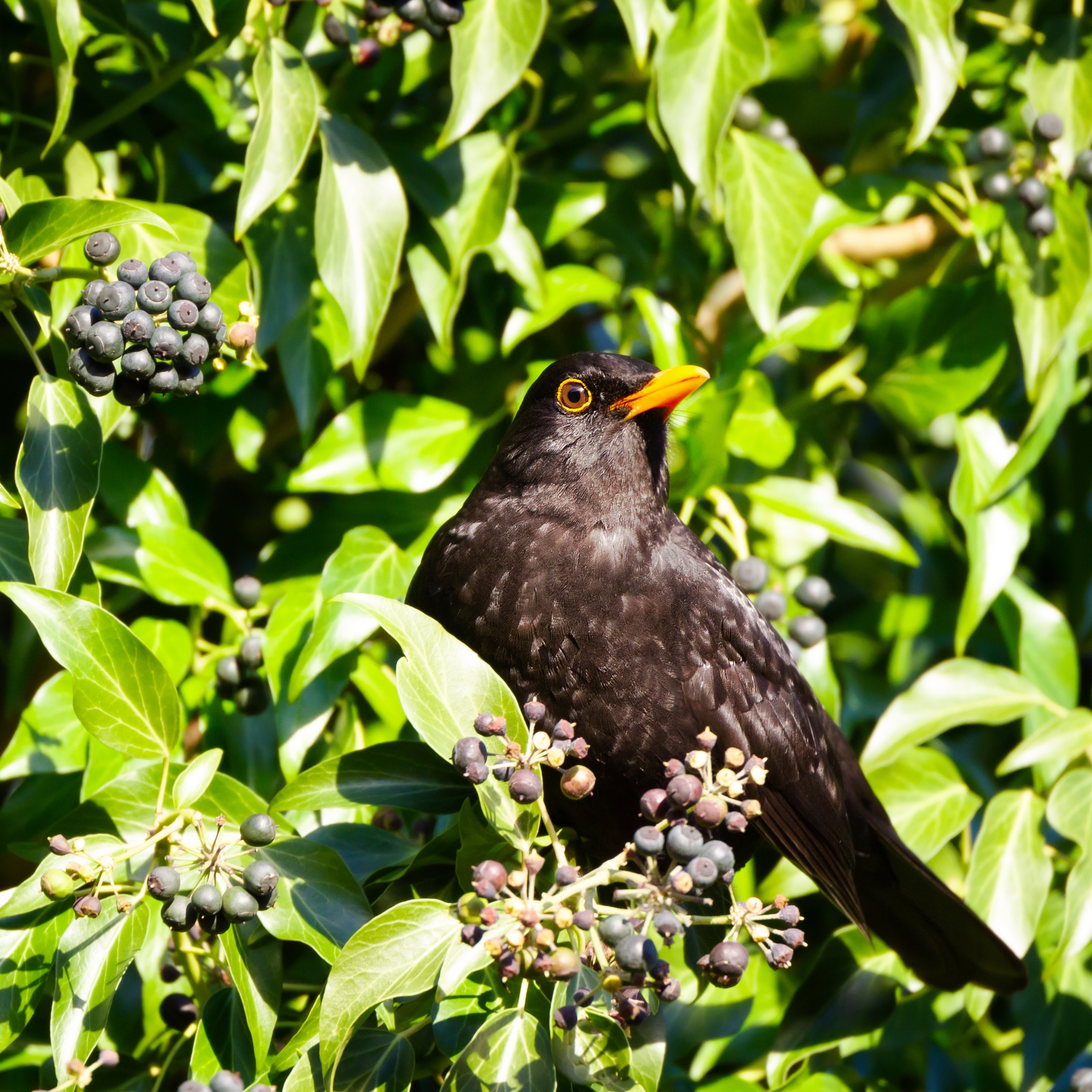 A male blackbird nestling within dense ivy