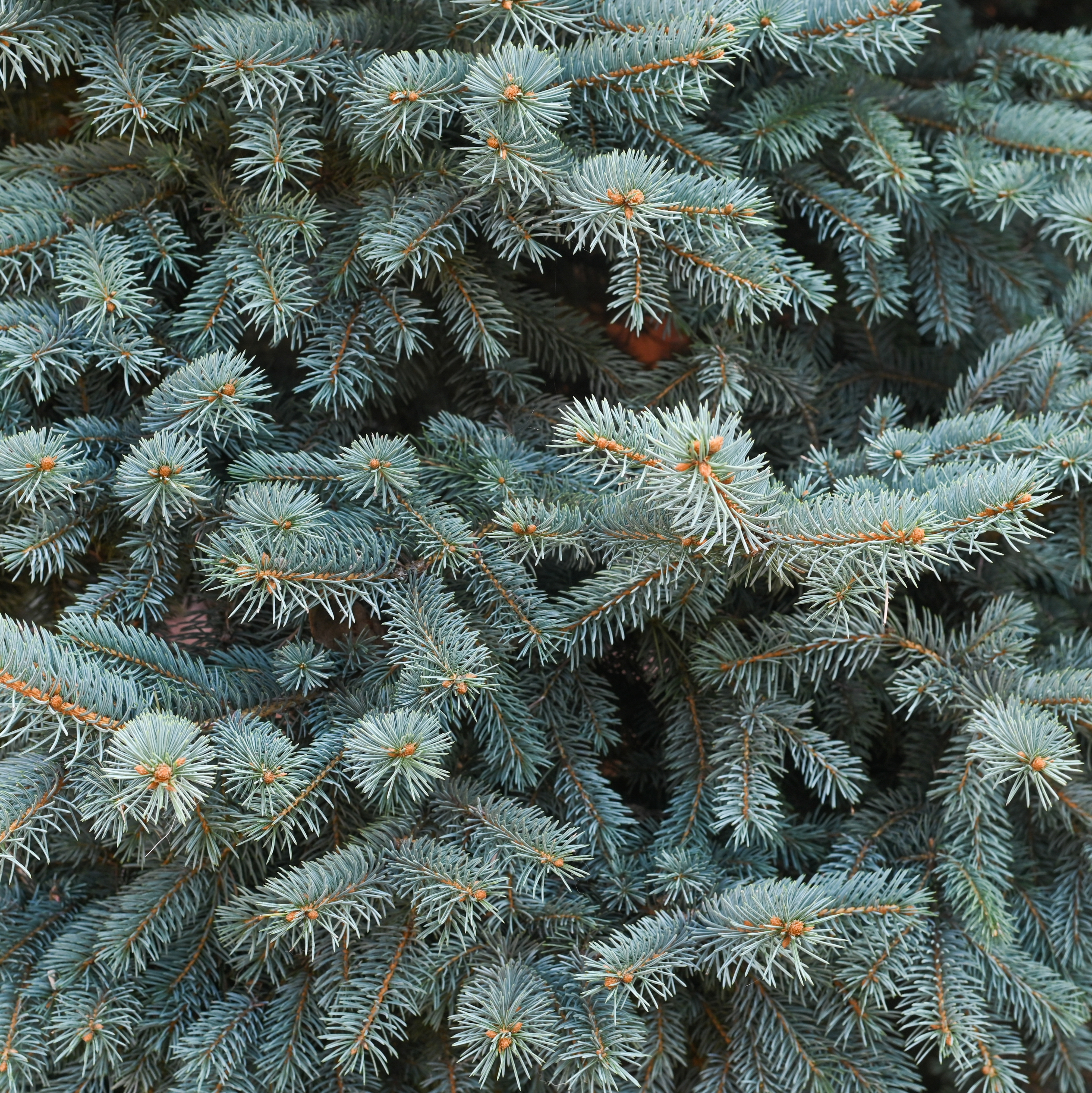 Blue Spruce