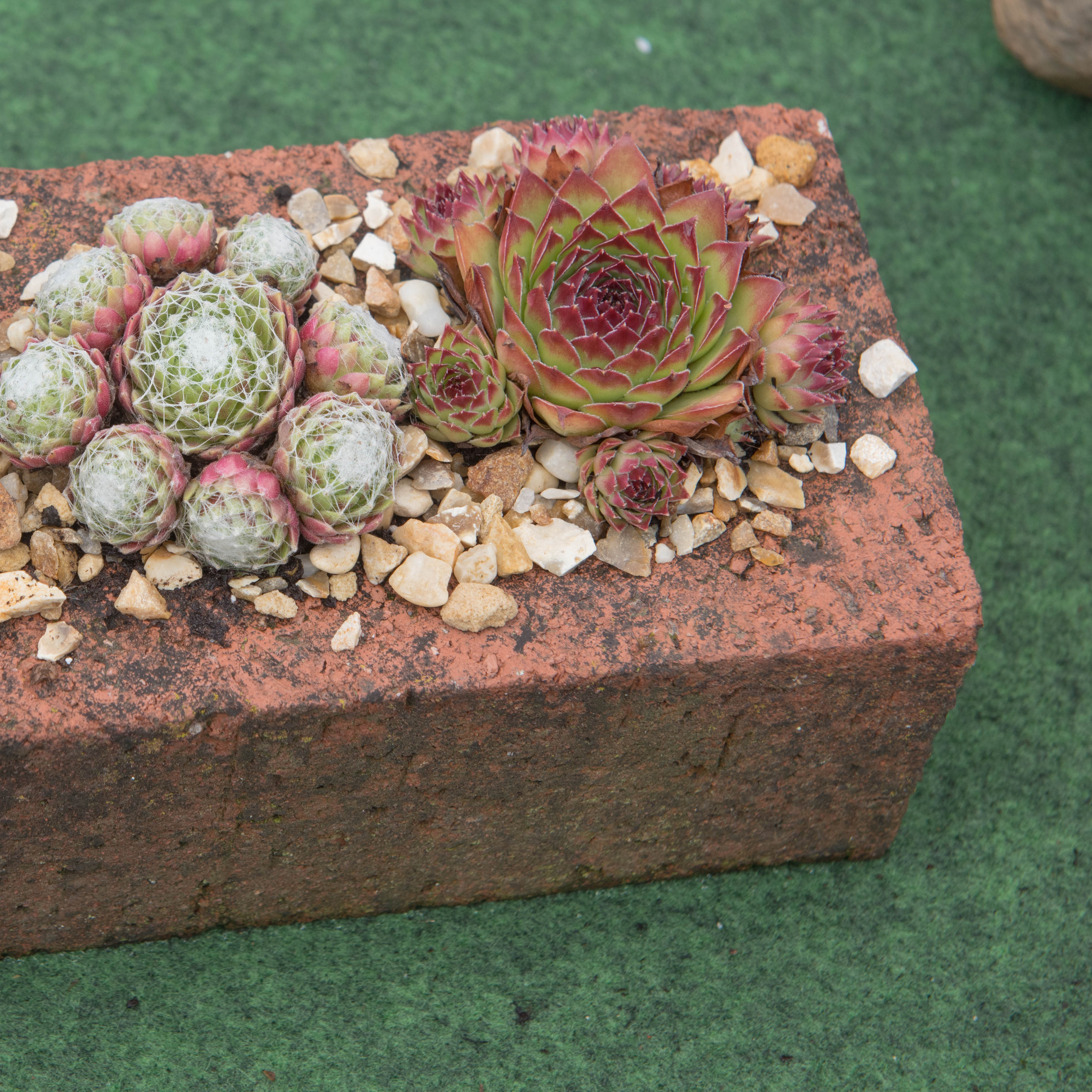 Sempervivums growing in a recycled garden brick.