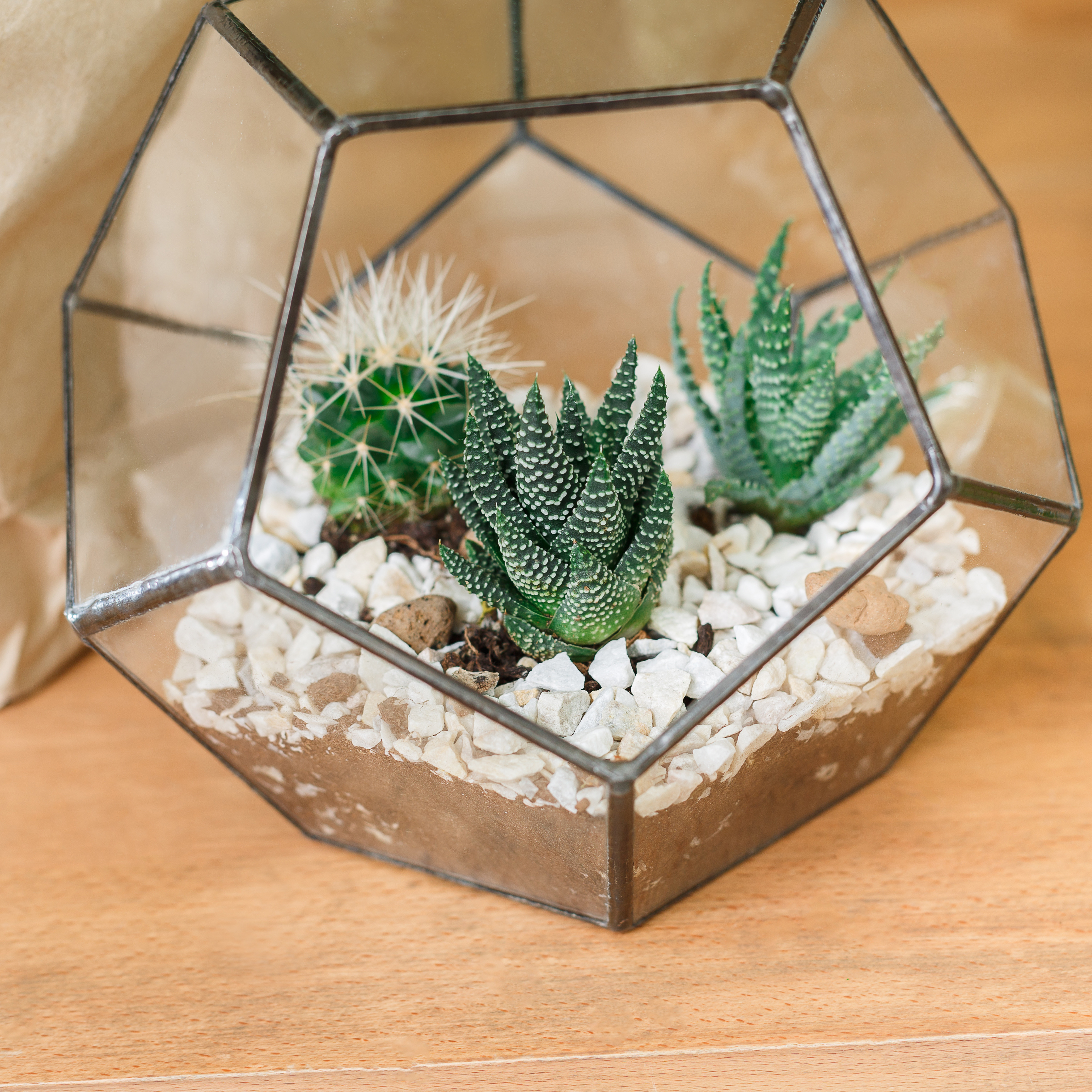 Glass terrarium planted with small cacti and succulents, offering a modern display idea for indoor succulent collections.