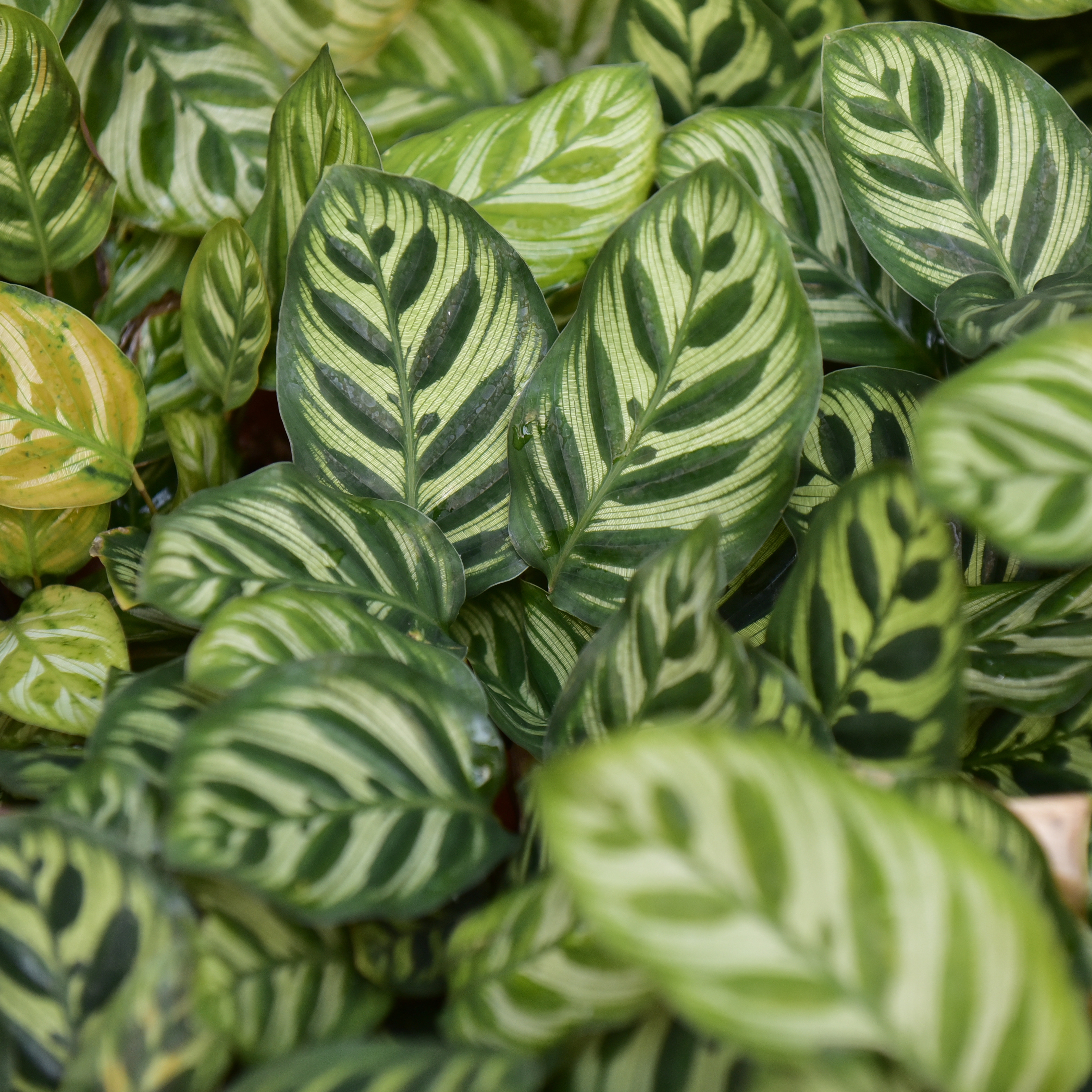Calathea makoyana (Peacock Plant) with distinctive patterned green leaves.
