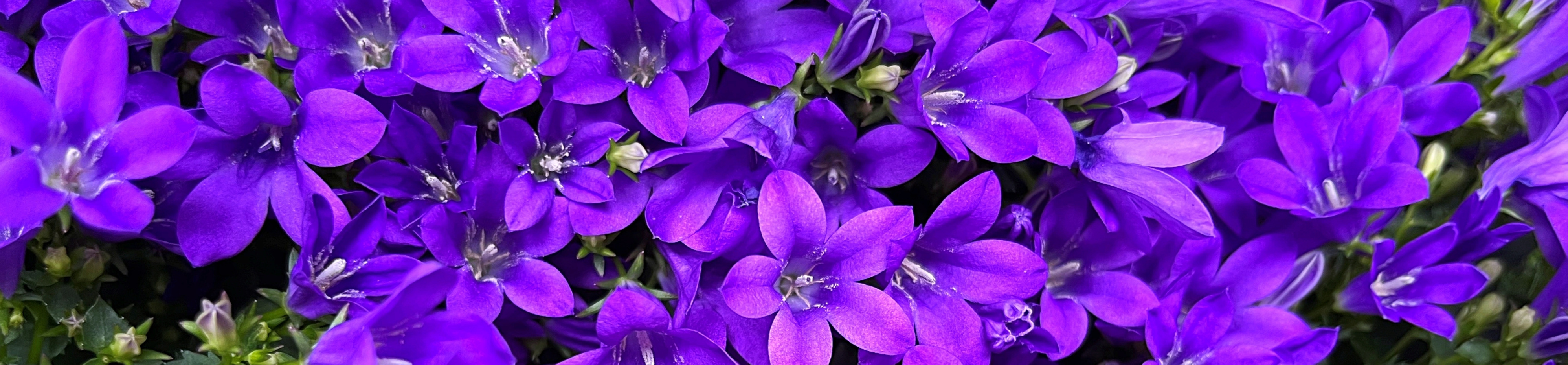 Purple Campanula