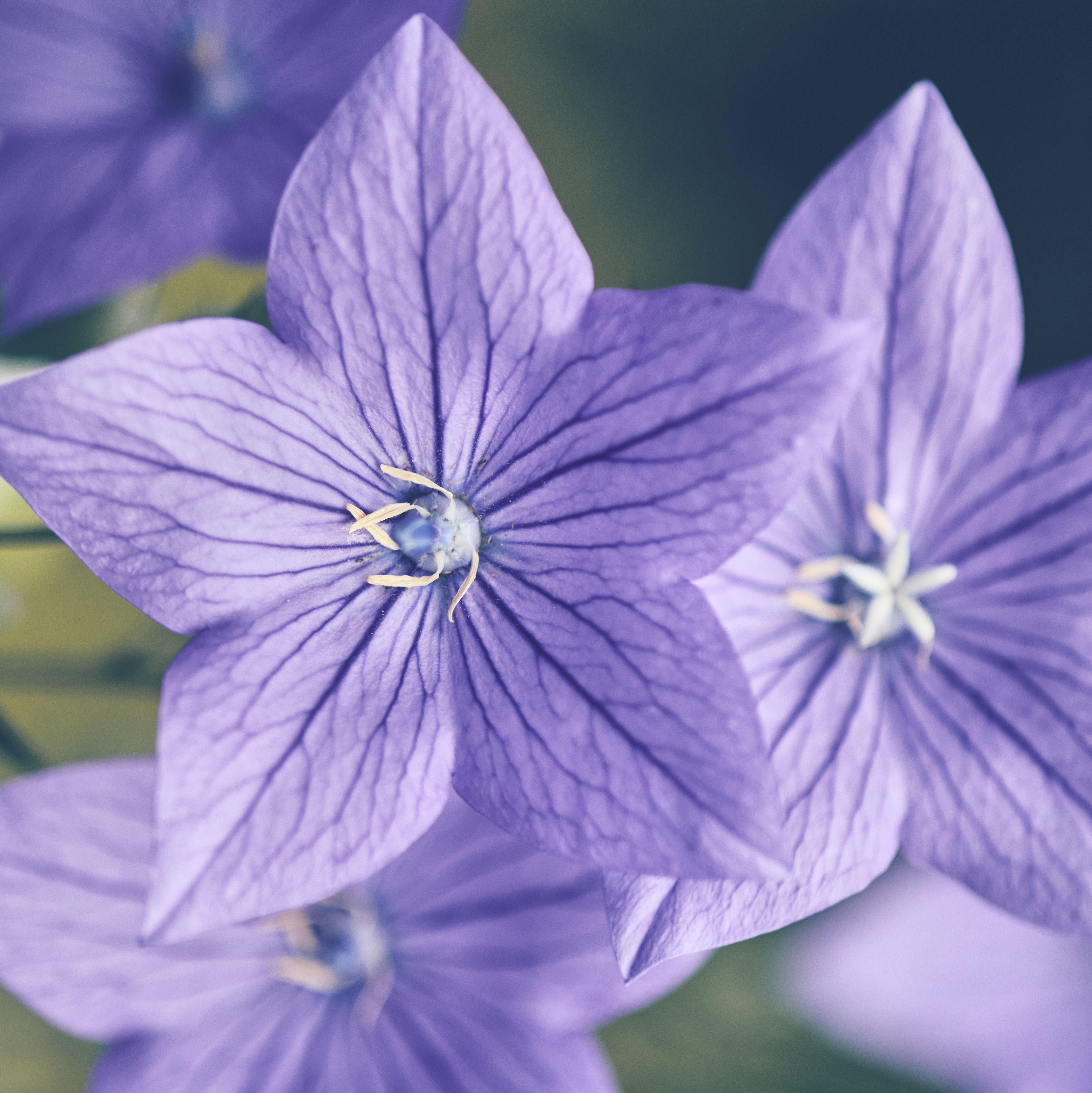 Purple Campanula