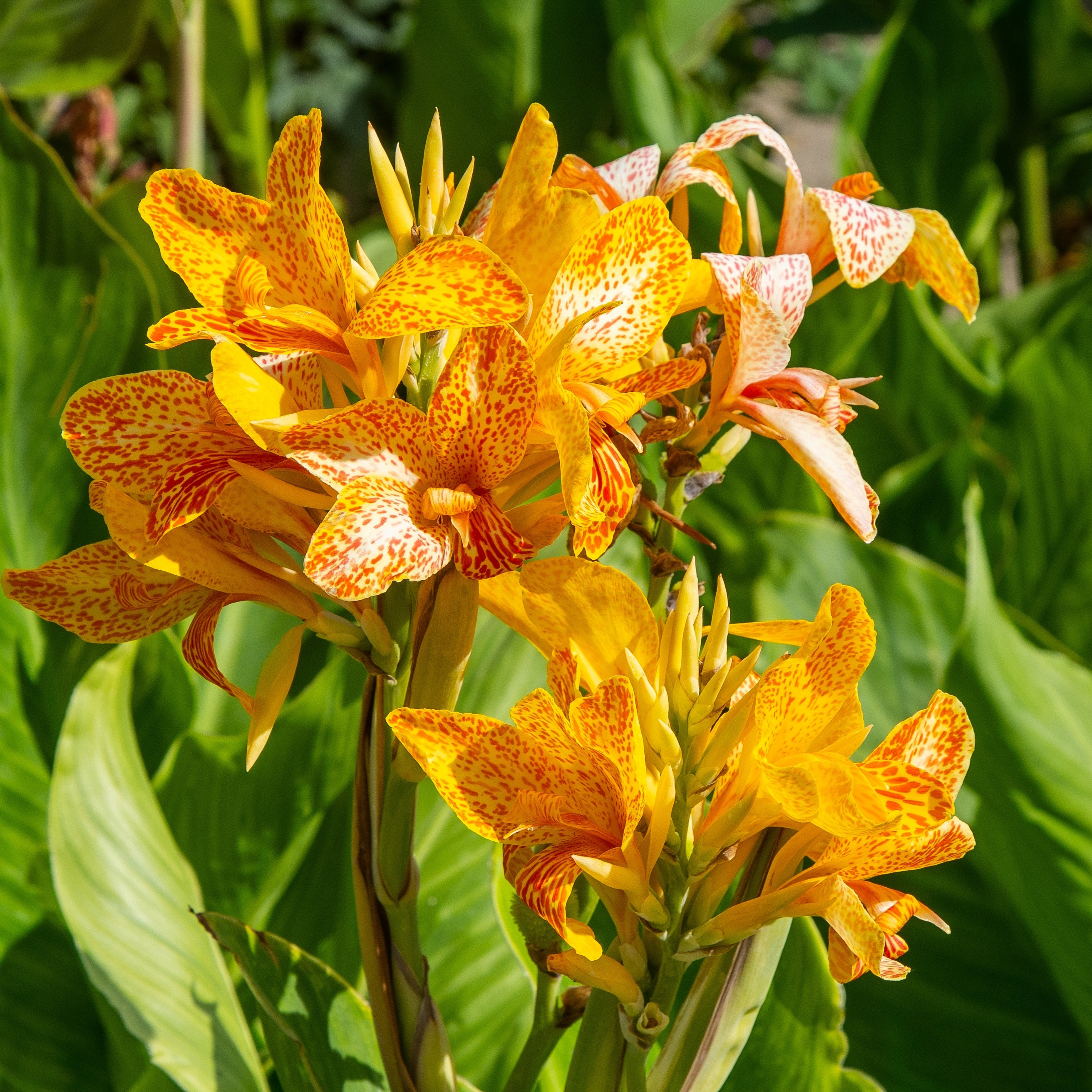 Canna Lily - bold and exotic